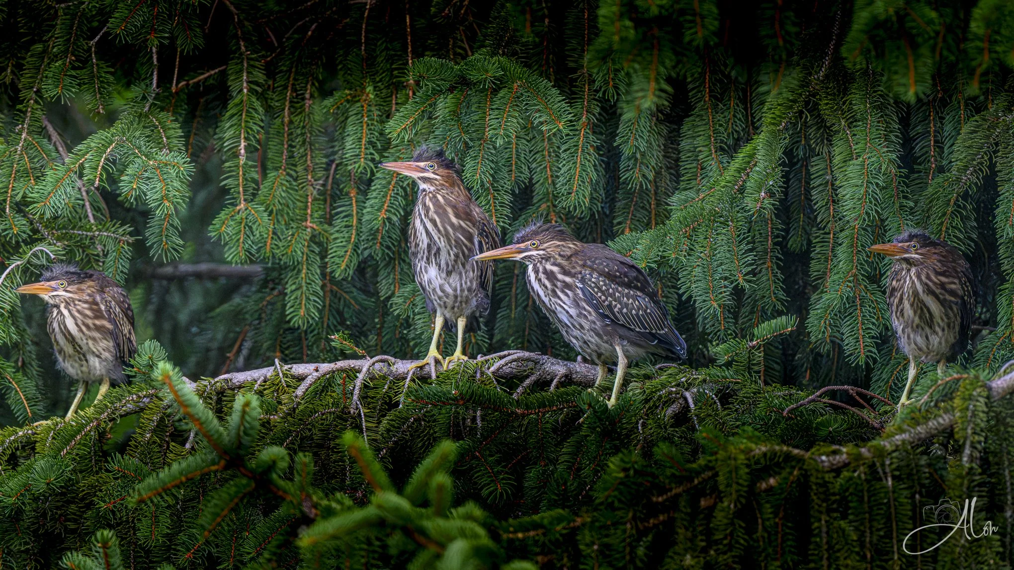 Get the Flock Out of Here (Green Herons) 20260711_0005