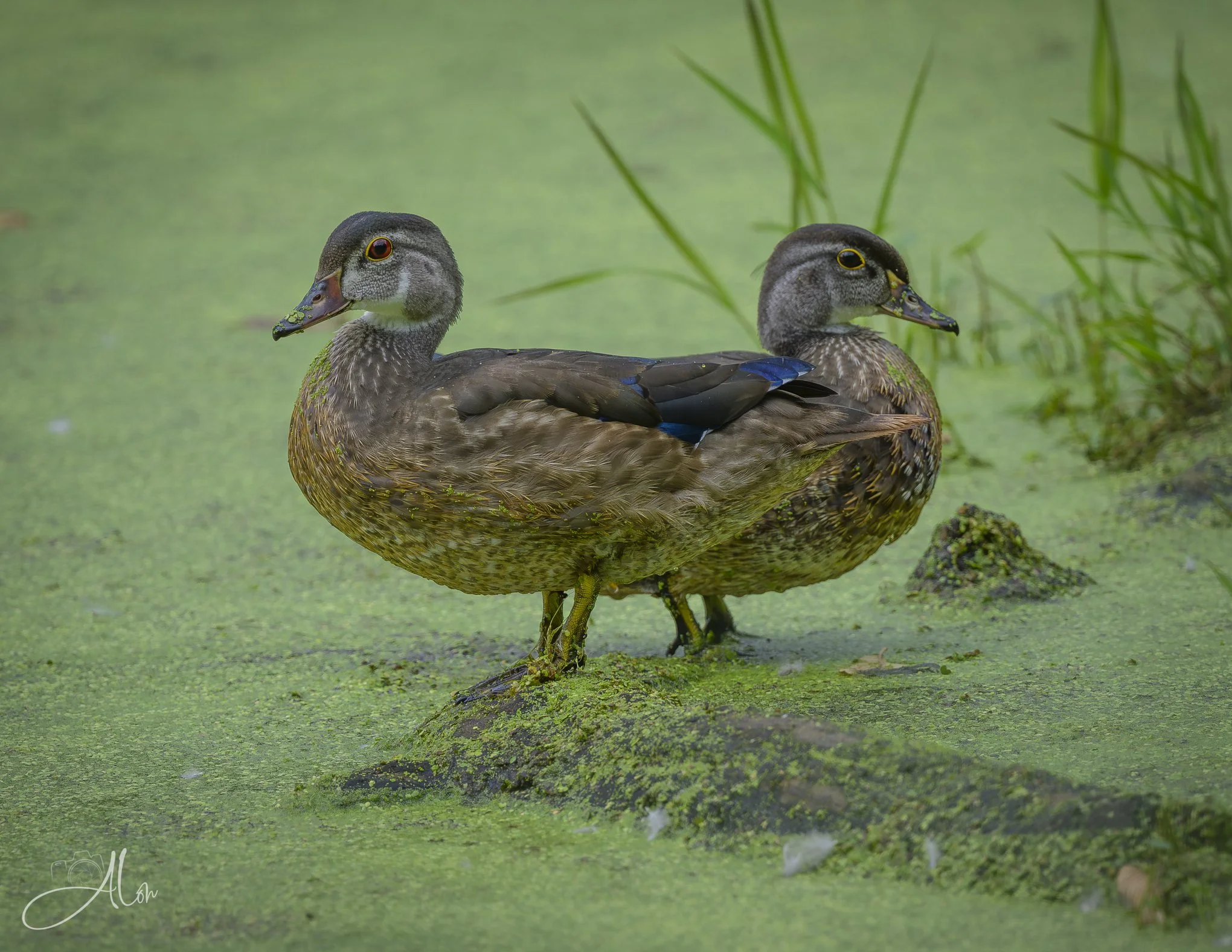 Siamese Ducks (Wood Ducks) 081226_0034