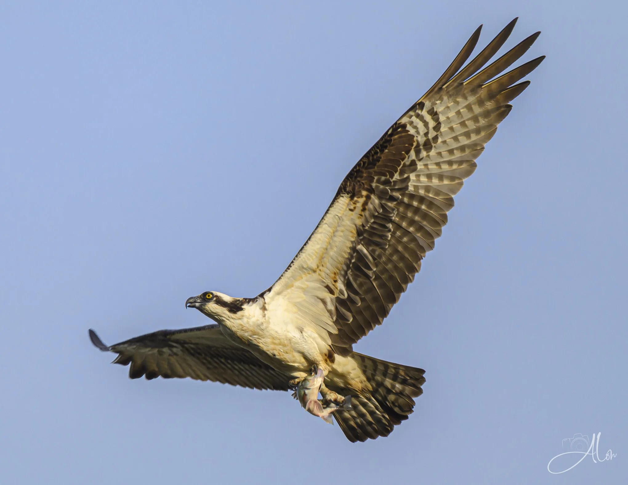 Fisher King (Osprey) 0Z83337