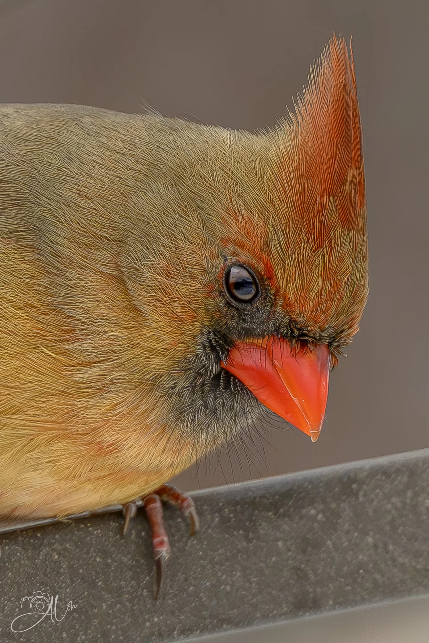 Contemplation
(Northern Cardinal)
0Z89245