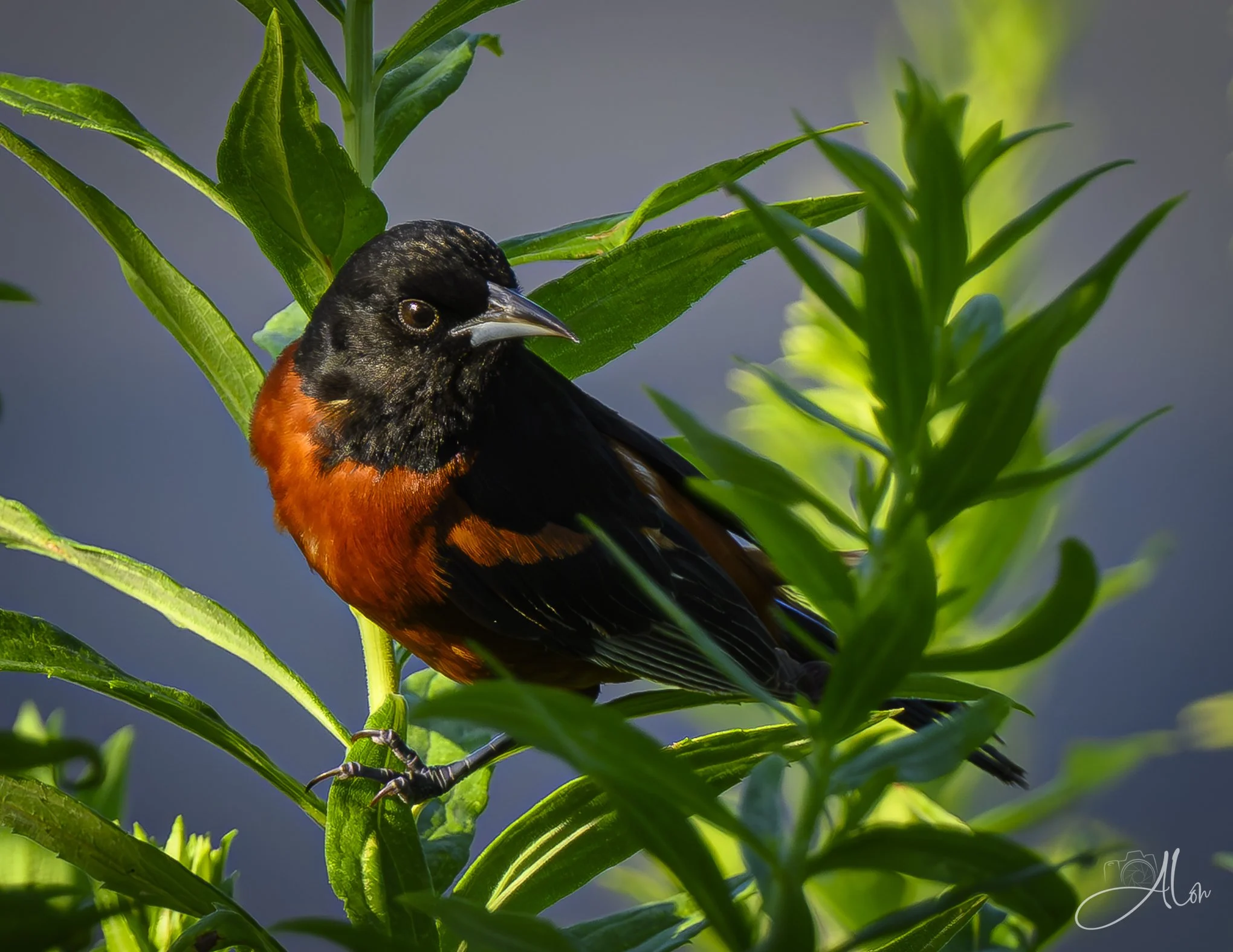 Look Upon a Star (Orchard Oriole) 20260723_0046
