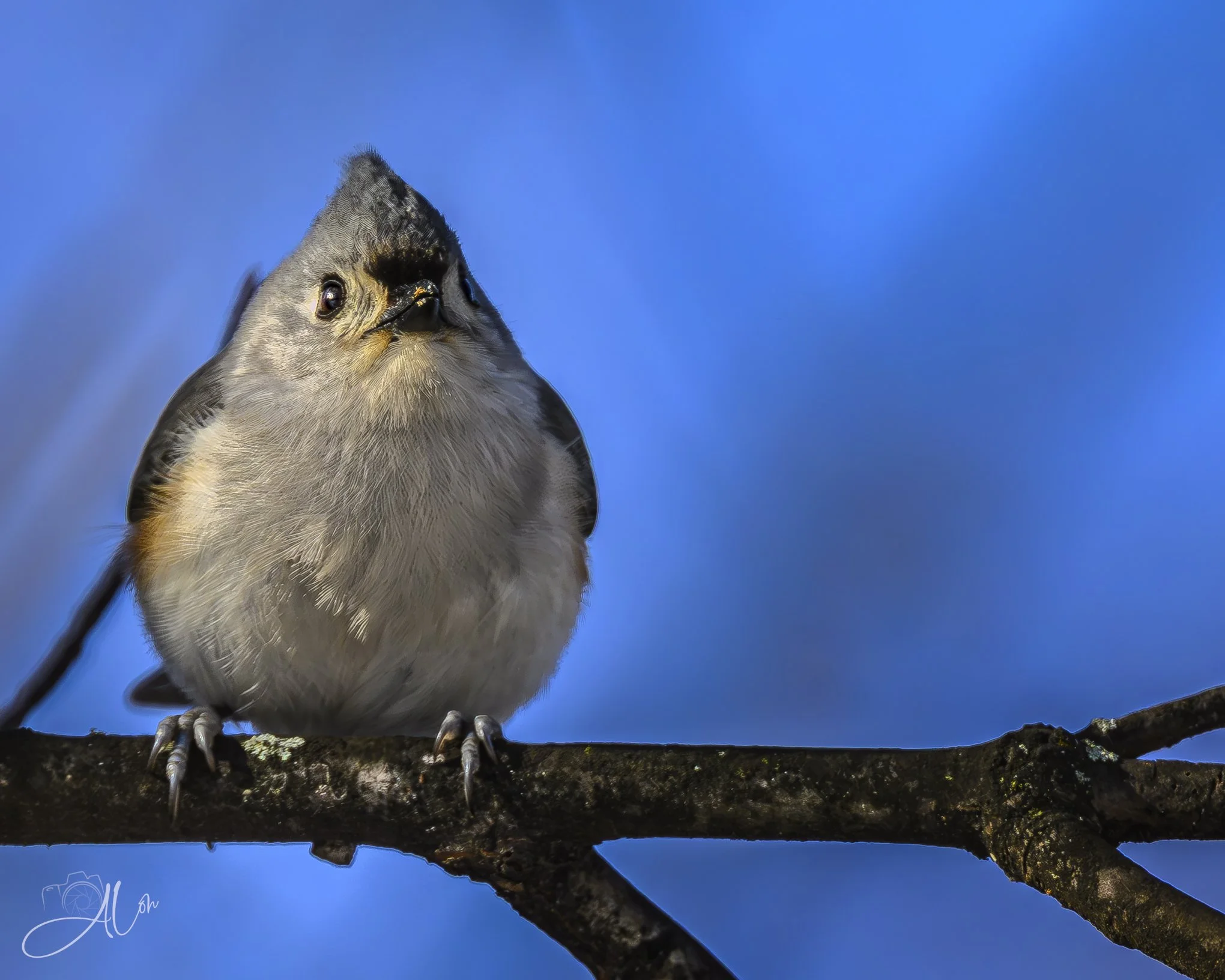 May I have Some More?
(Tufted Titmouse)
0Z88580