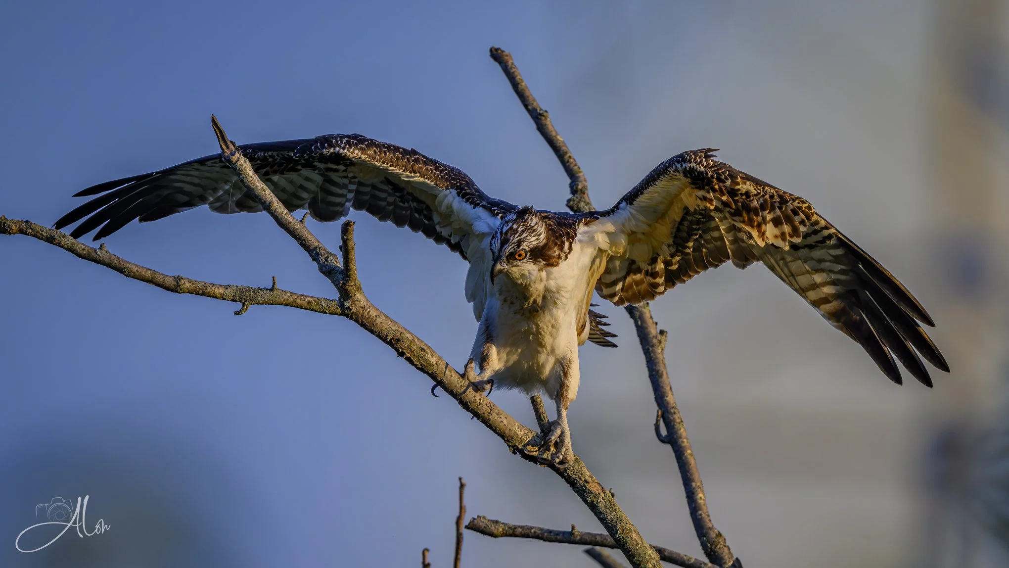 Chicken Dancin' (Osprey) 082426_1760