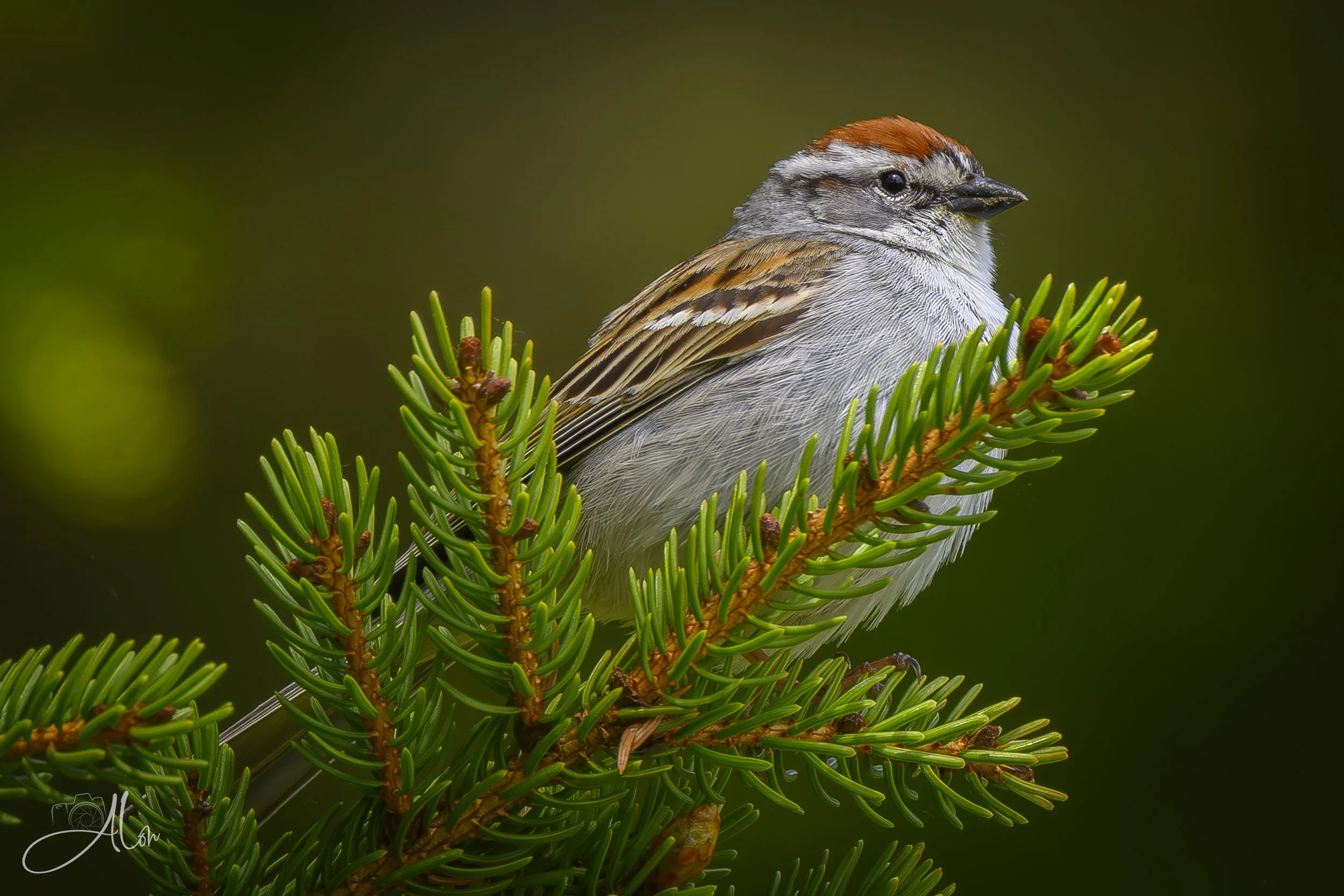 Chipping Sparrow