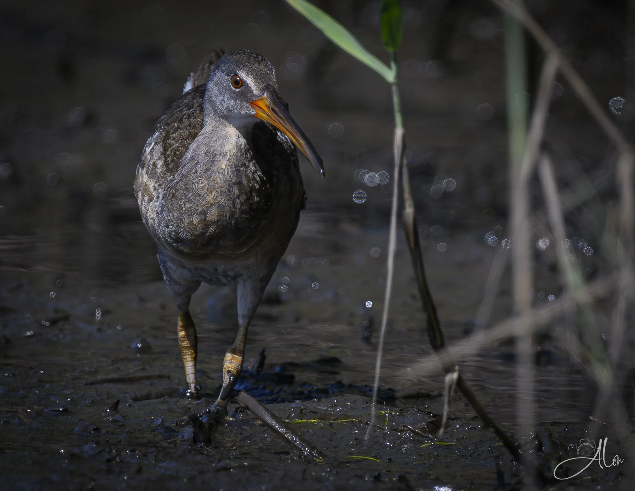 Bolting (Clapper Rail) Z8070426_9632