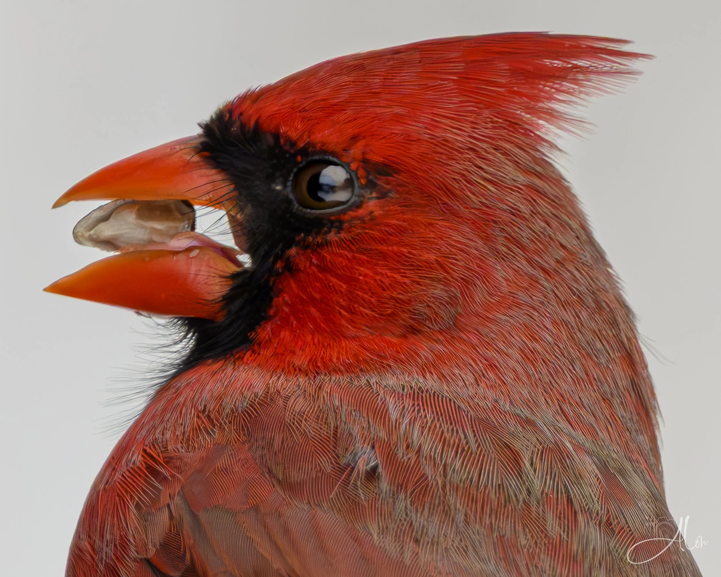 Every Detail (Northern Cardinal) 0Z89386