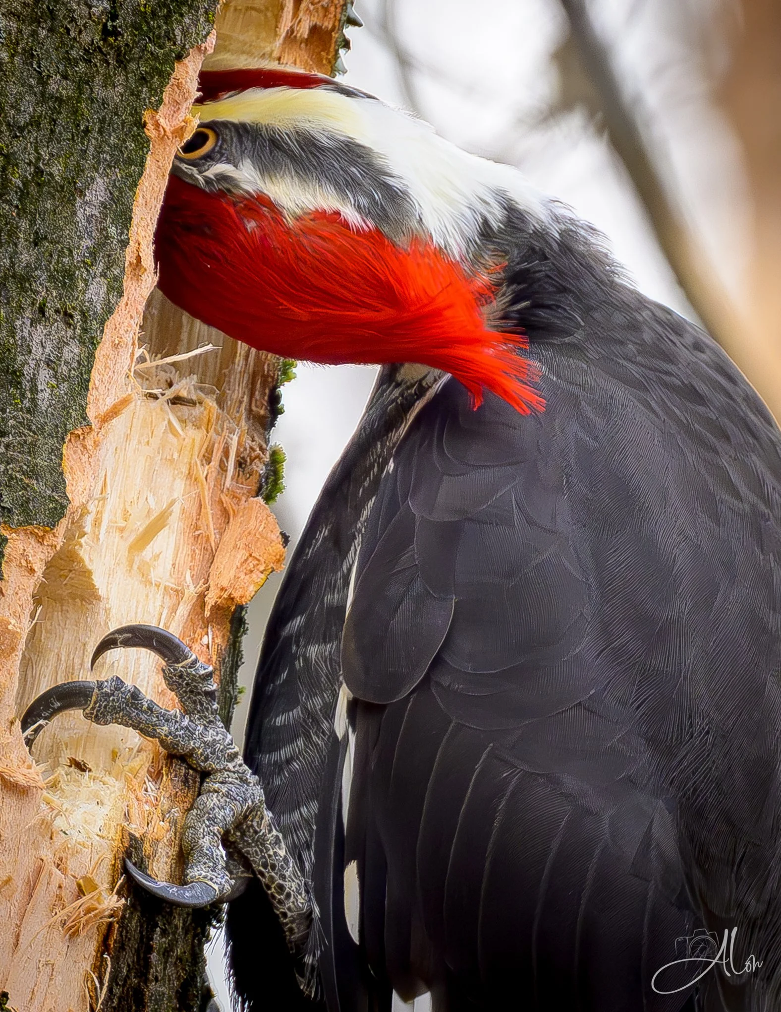 Digging Deep
(Pileated Woodpecker)
0Z83752