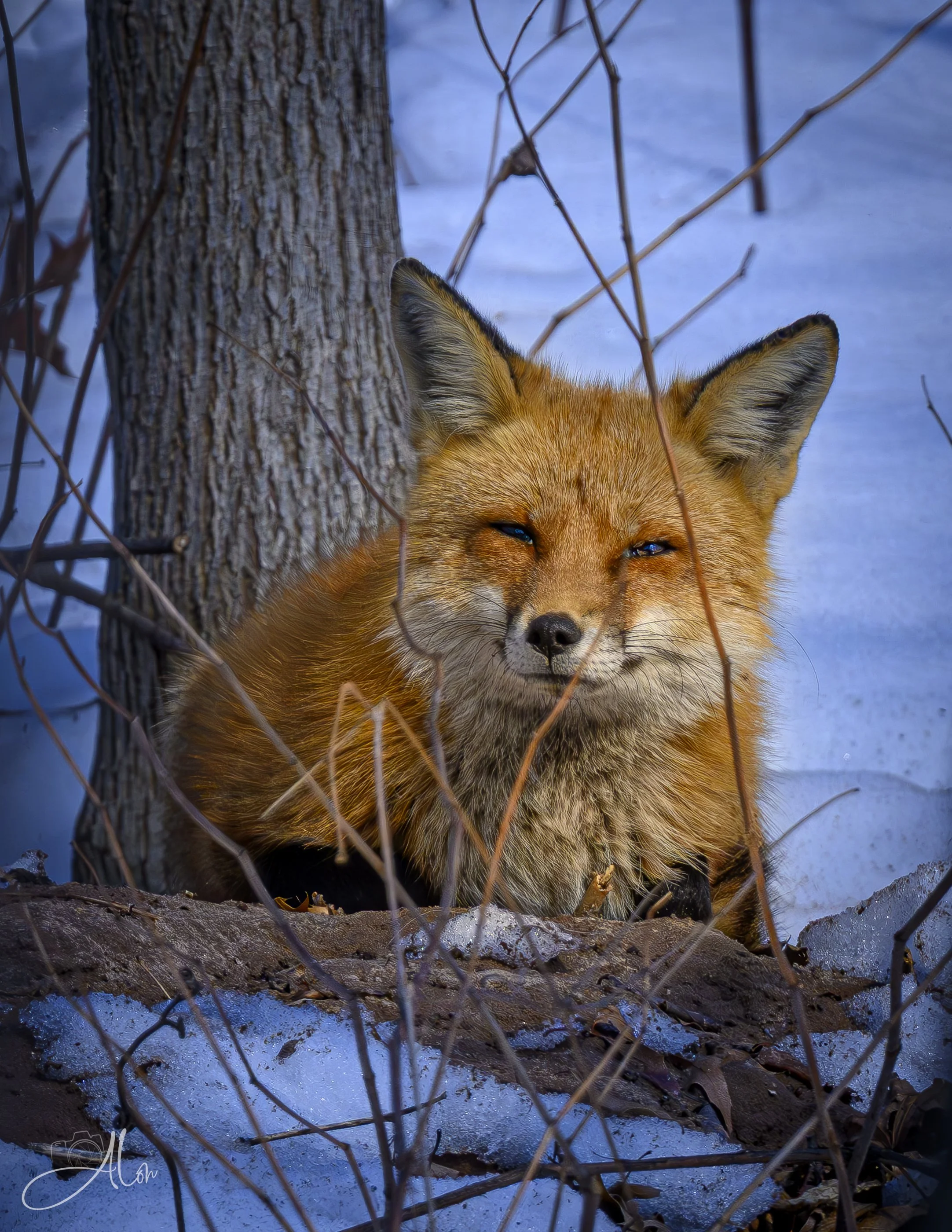 I'm Coming, Elizabeth (Red Fox) 0Z87438