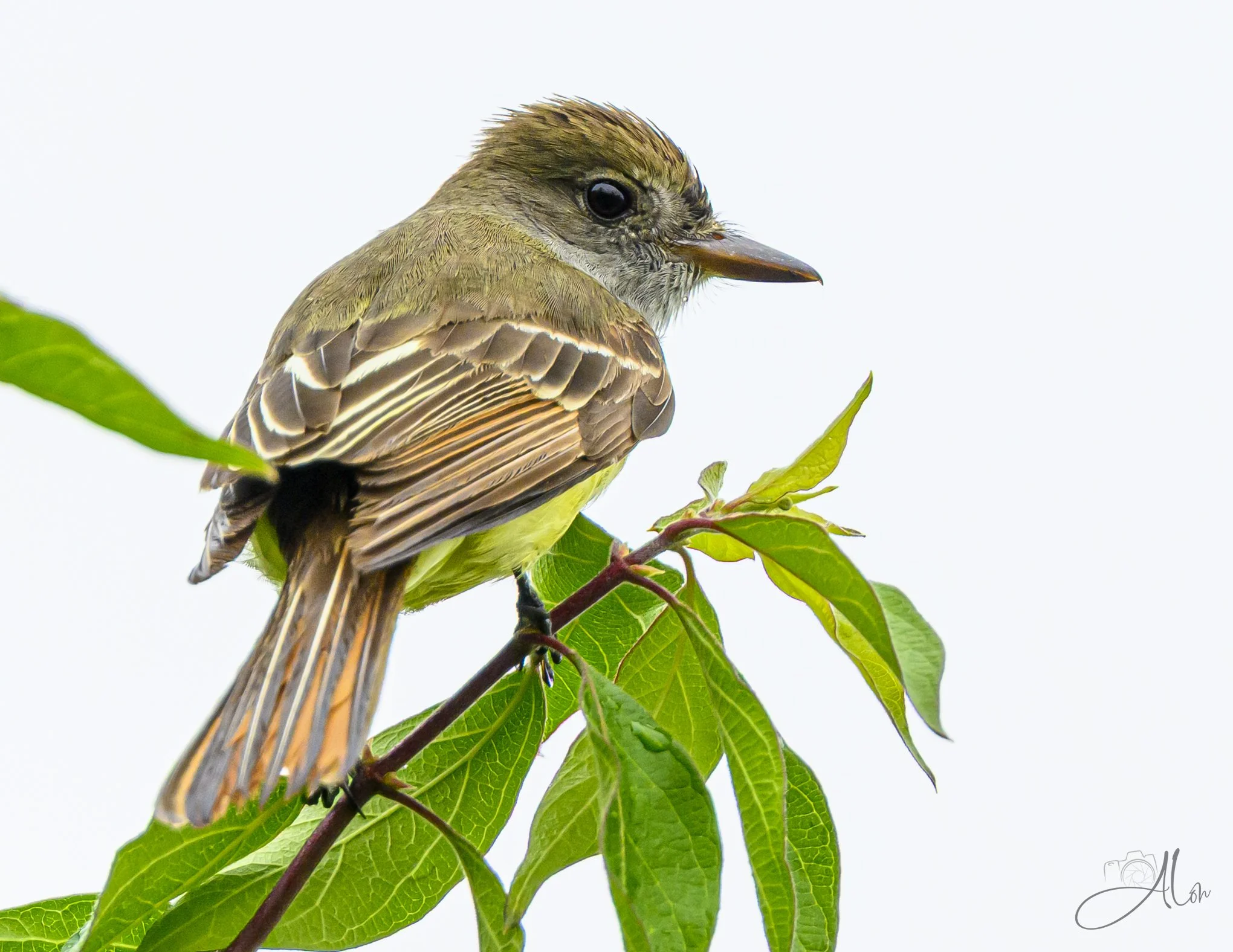 Tiny 'n Mighty (Great Crested Flycatcher) 0Z81762