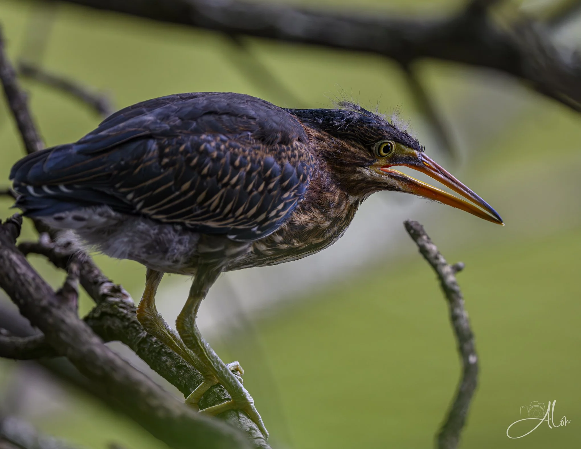 The Blacksheep (Green Heron) 20260711_0137