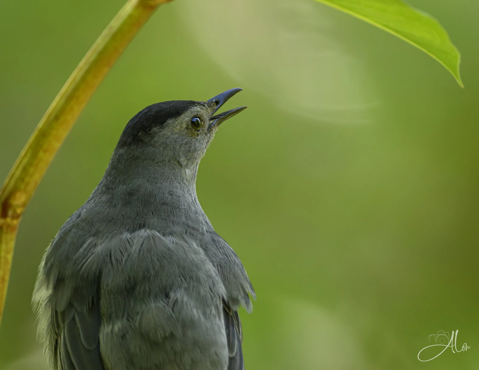 Umbrella
(Gray Catbird)
0Z86989