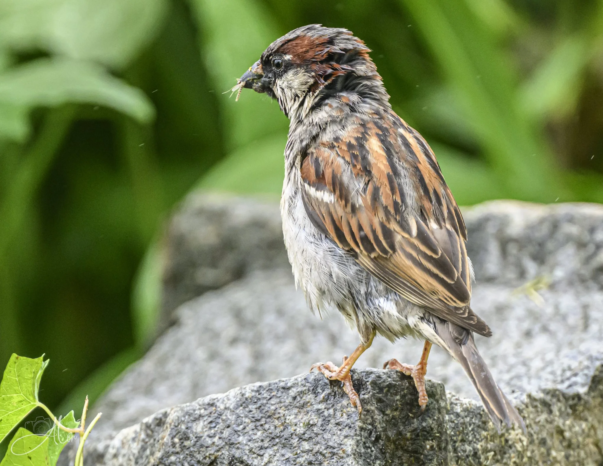 I Hear Crickets (House Sparrow) 0Z81254