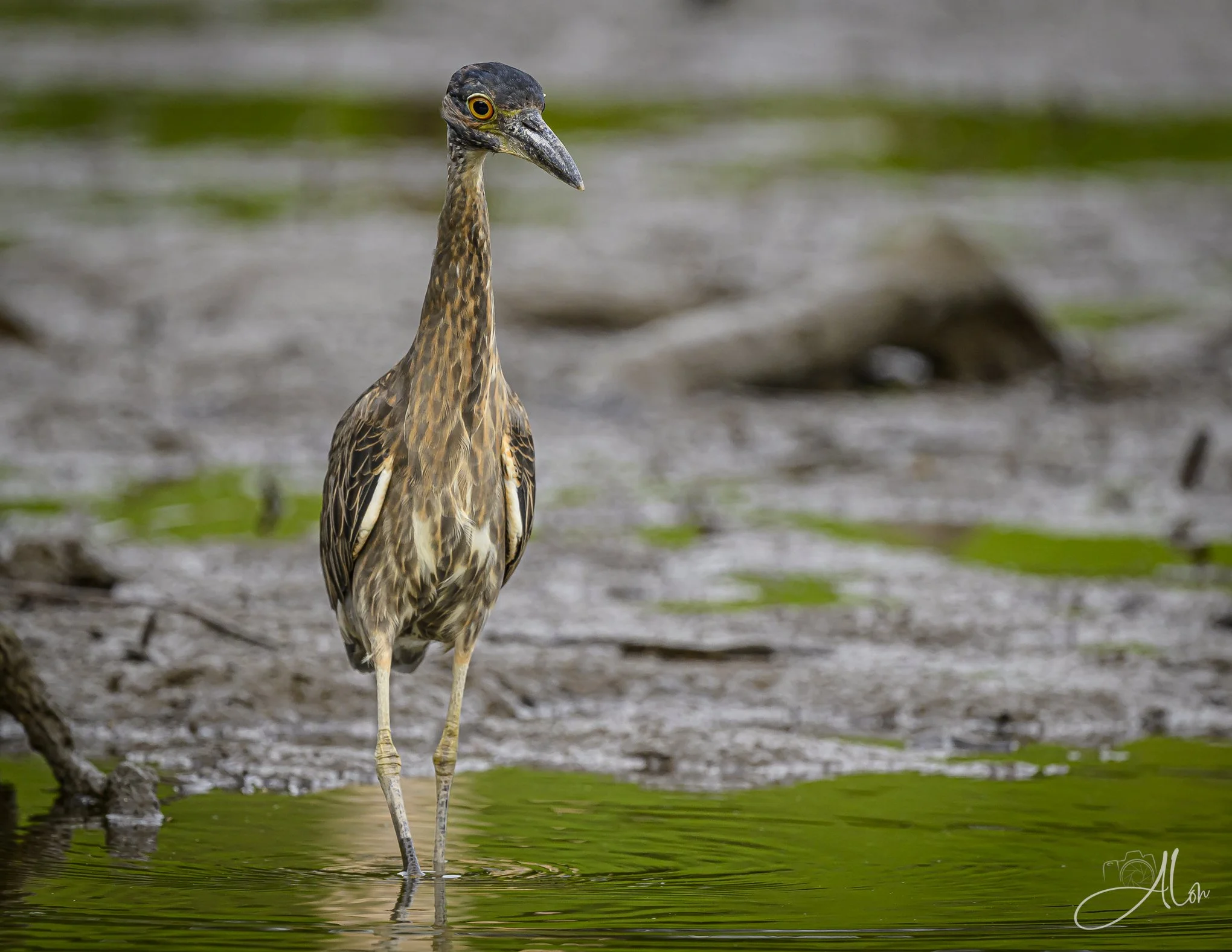 Between the Green (Yellow-Crowned Night Heron) _0Z83918