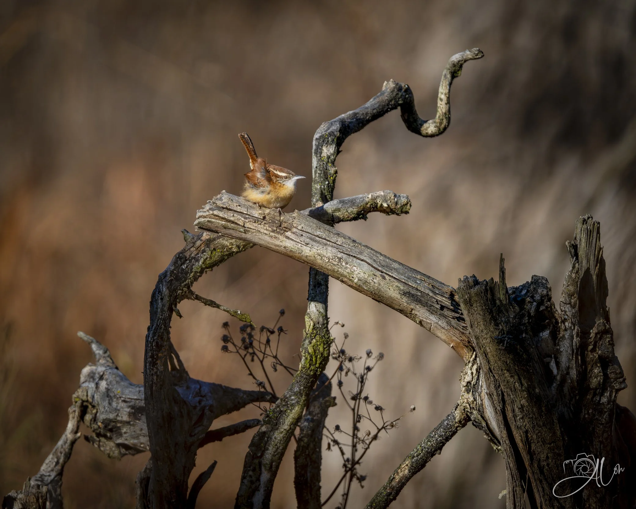 Performance Anxiety
(Carolina Wren)
0Z81146
