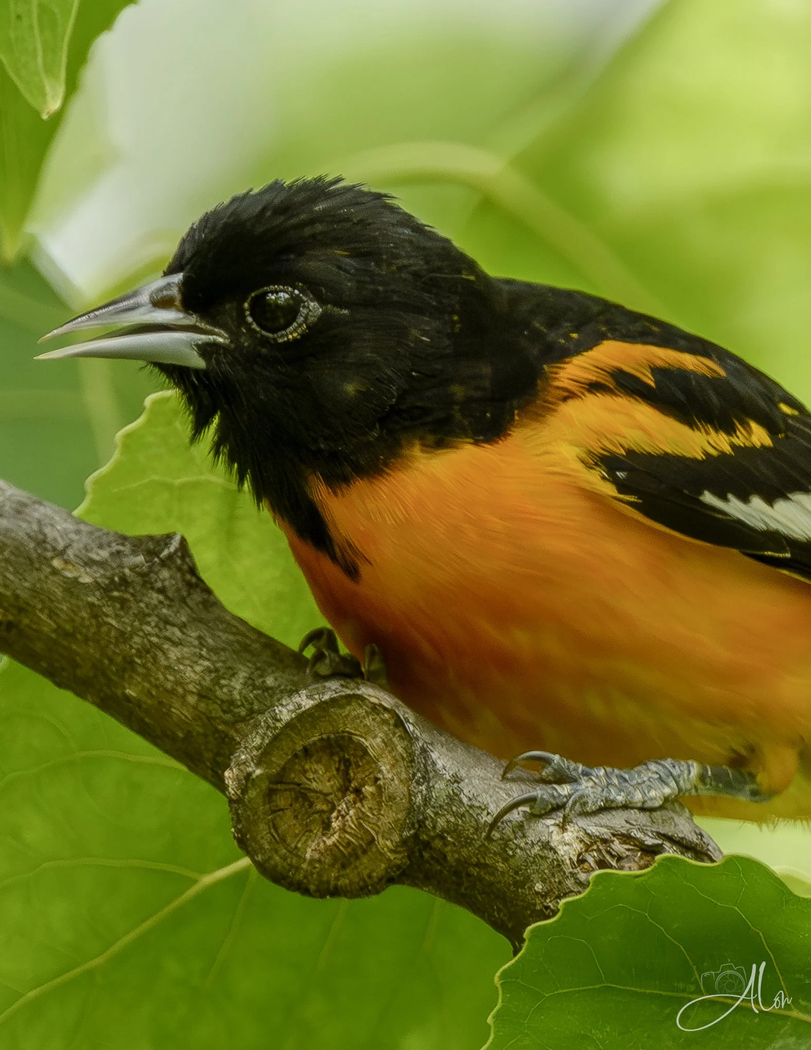 (Baltimore Oriole)
0Z80906