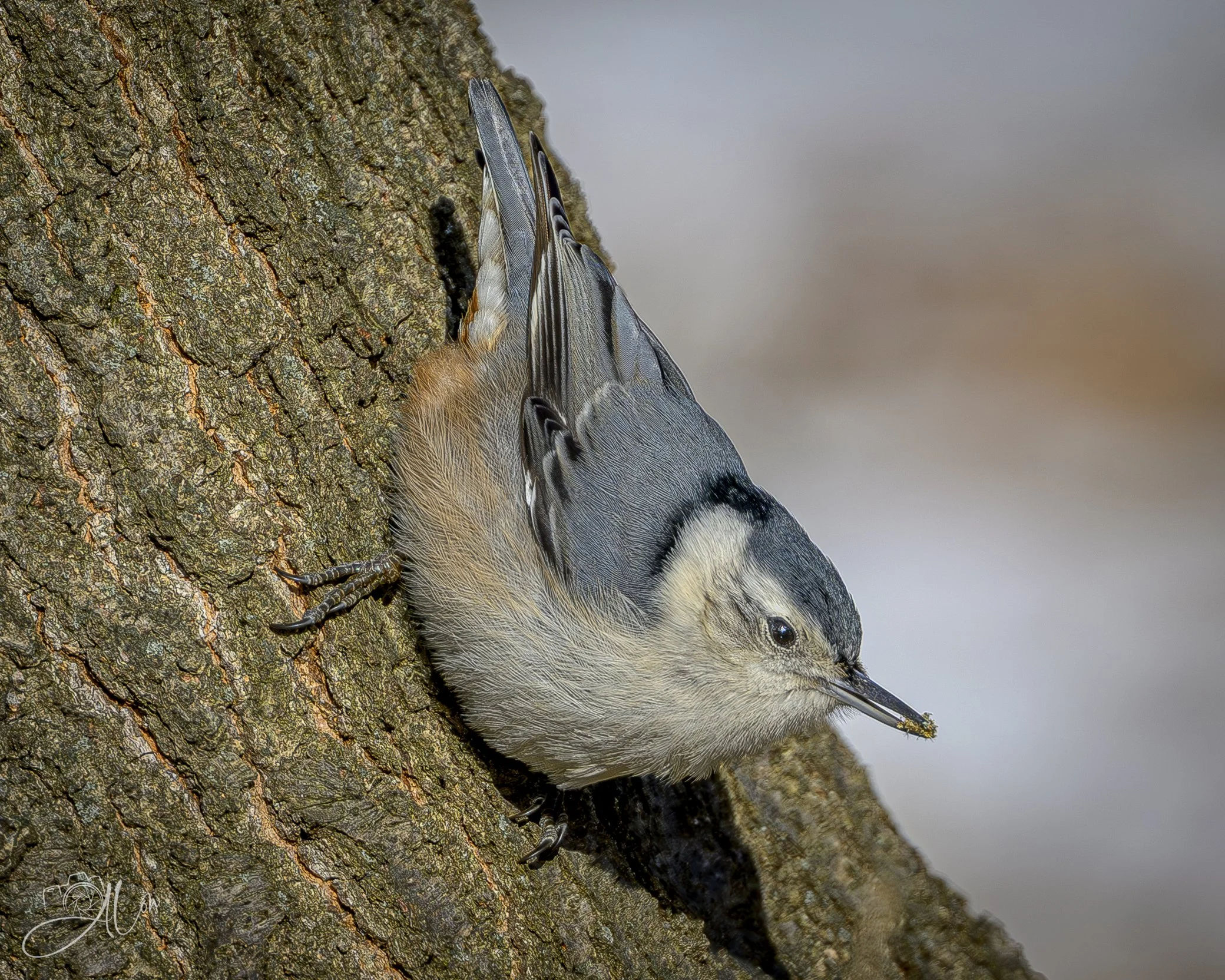 Add Just a Pinch
(White-Breasted Nuthatch)
0Z86393
