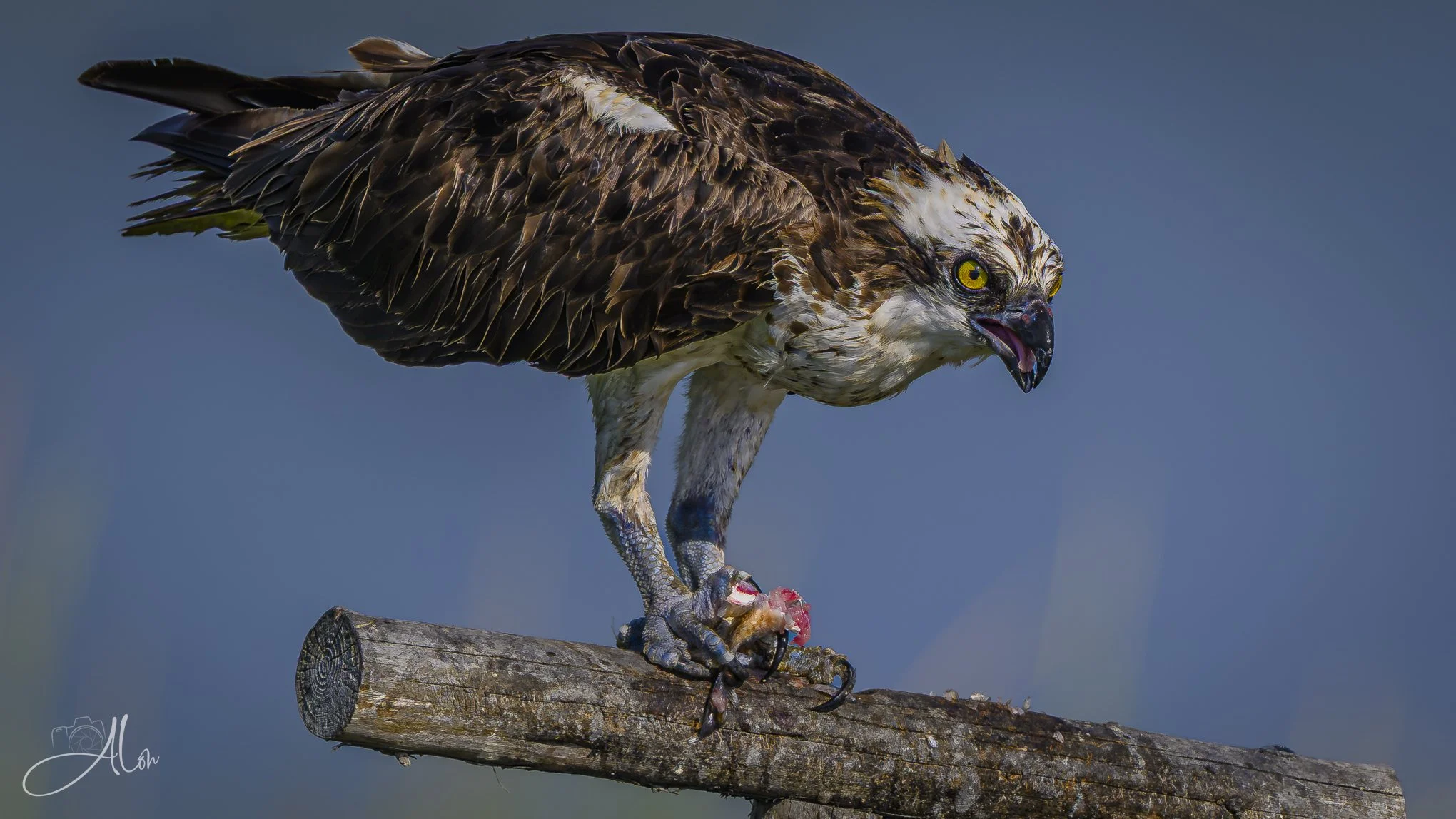 In My Clutches (Osprey) 082026_5452