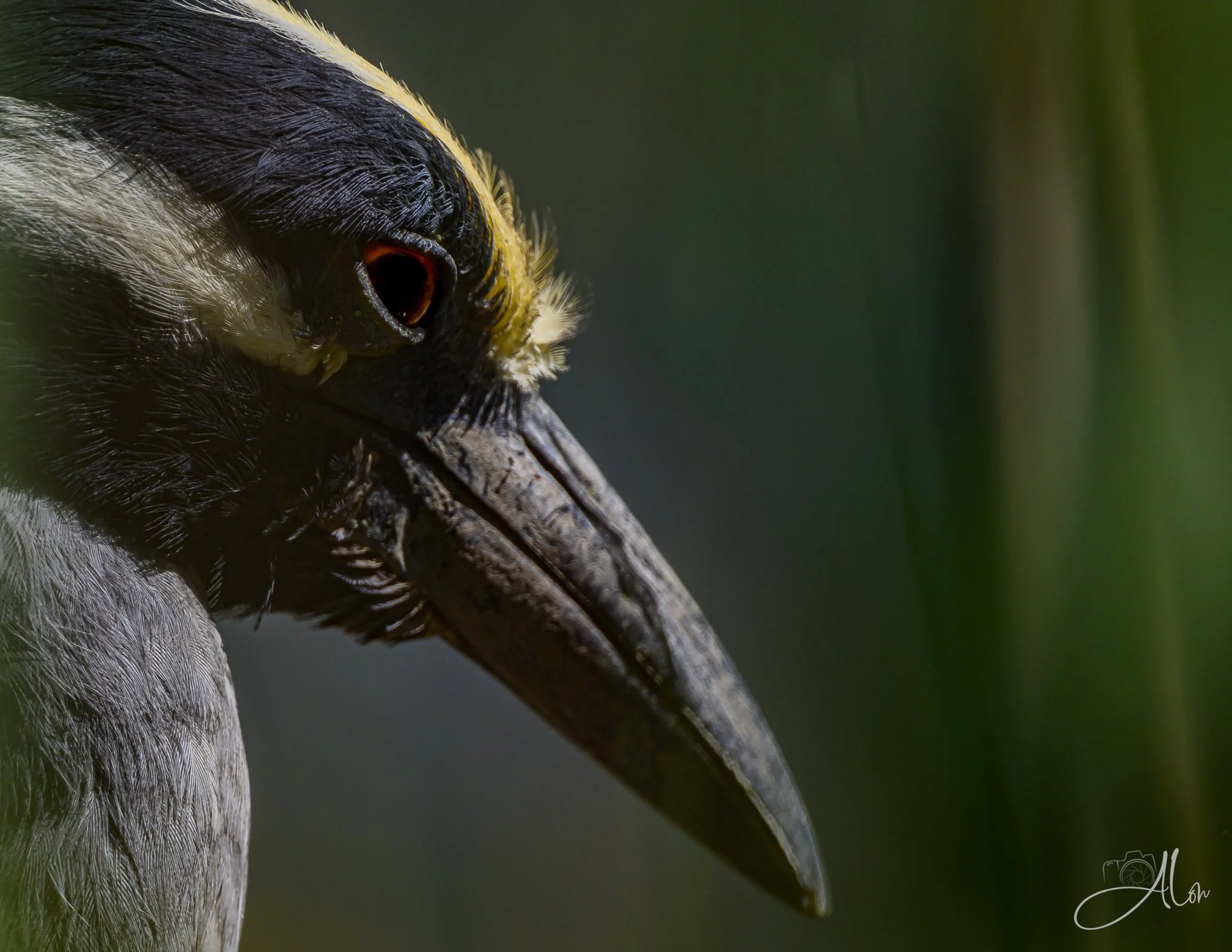 Heavy Black (Yellow-Crowned Night Heron) 0Z83391