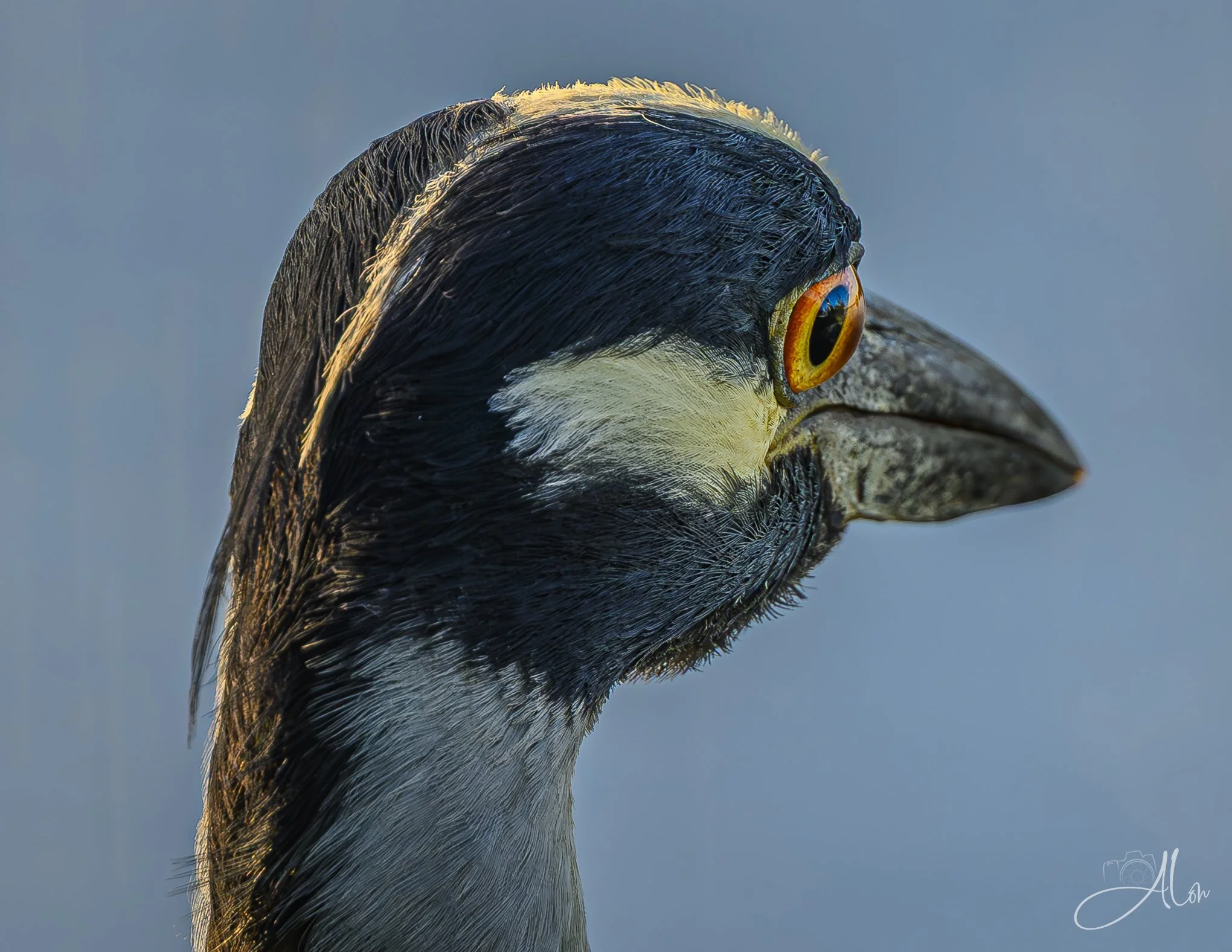 Melon (Yellow-Crowned Night Heron) Z8062426_1415