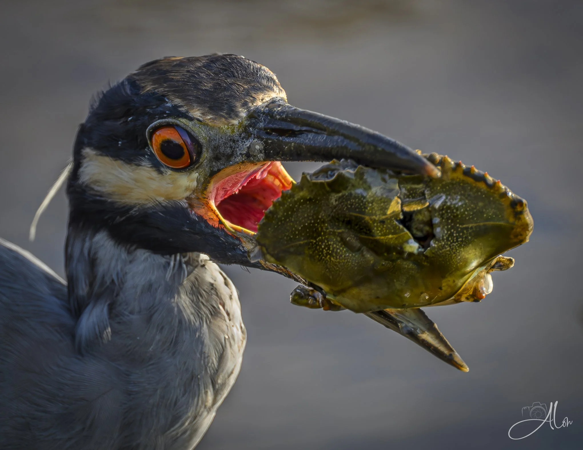 Just a Flesh Wound (Yellow-Crowned Night Heron) 080126_1874