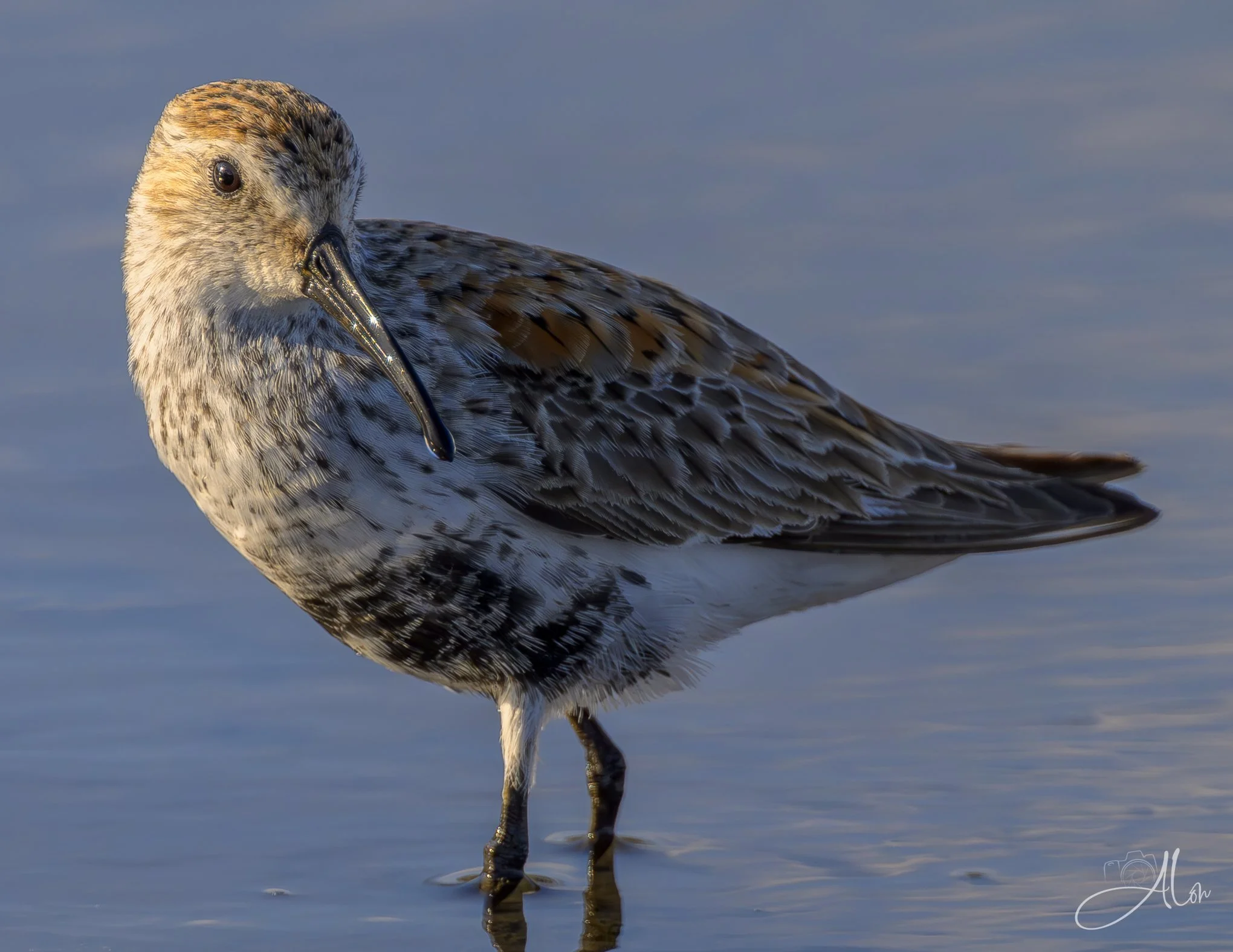 Just a Drop
(Dunlin)
0Z83322