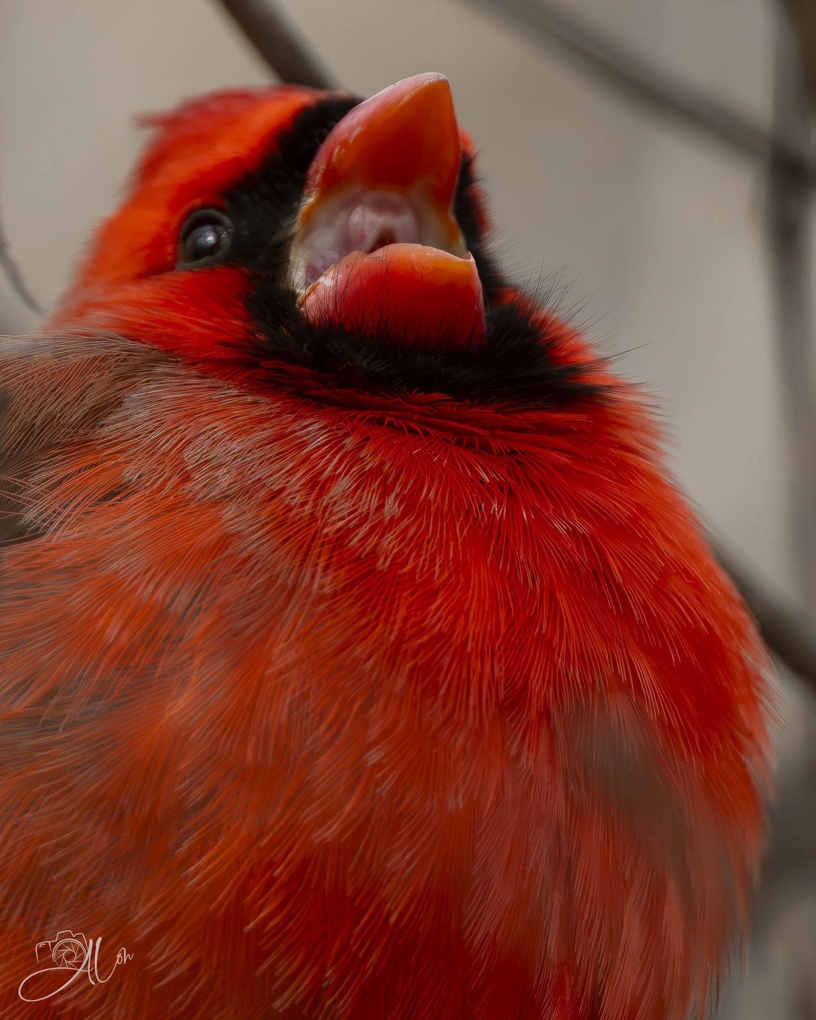Nooooooooooooooo!!!!!
(Northern Cardinal)
0Z86718