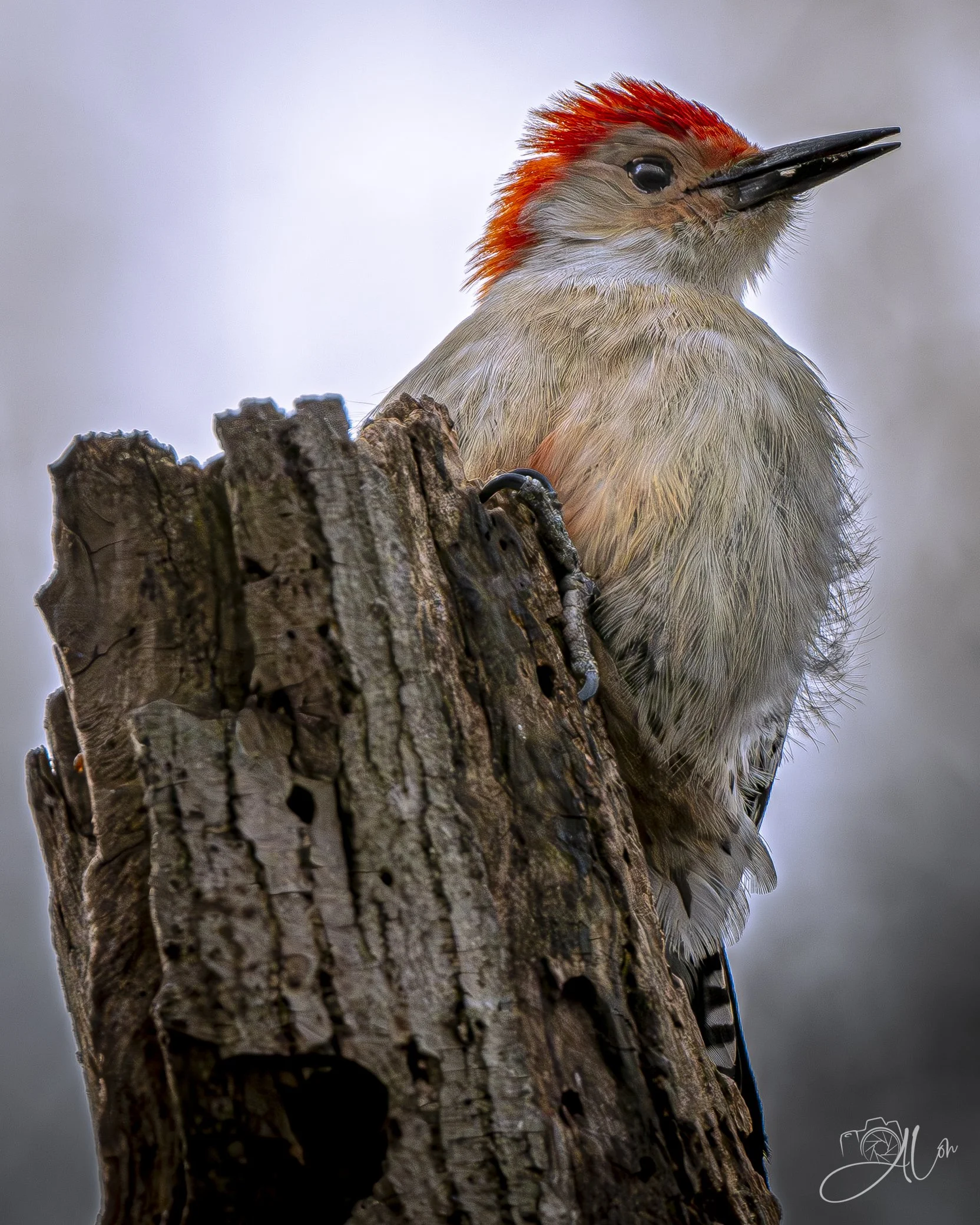 Bedraggled
(Red-Bellied Woodpecker)
0Z82348
