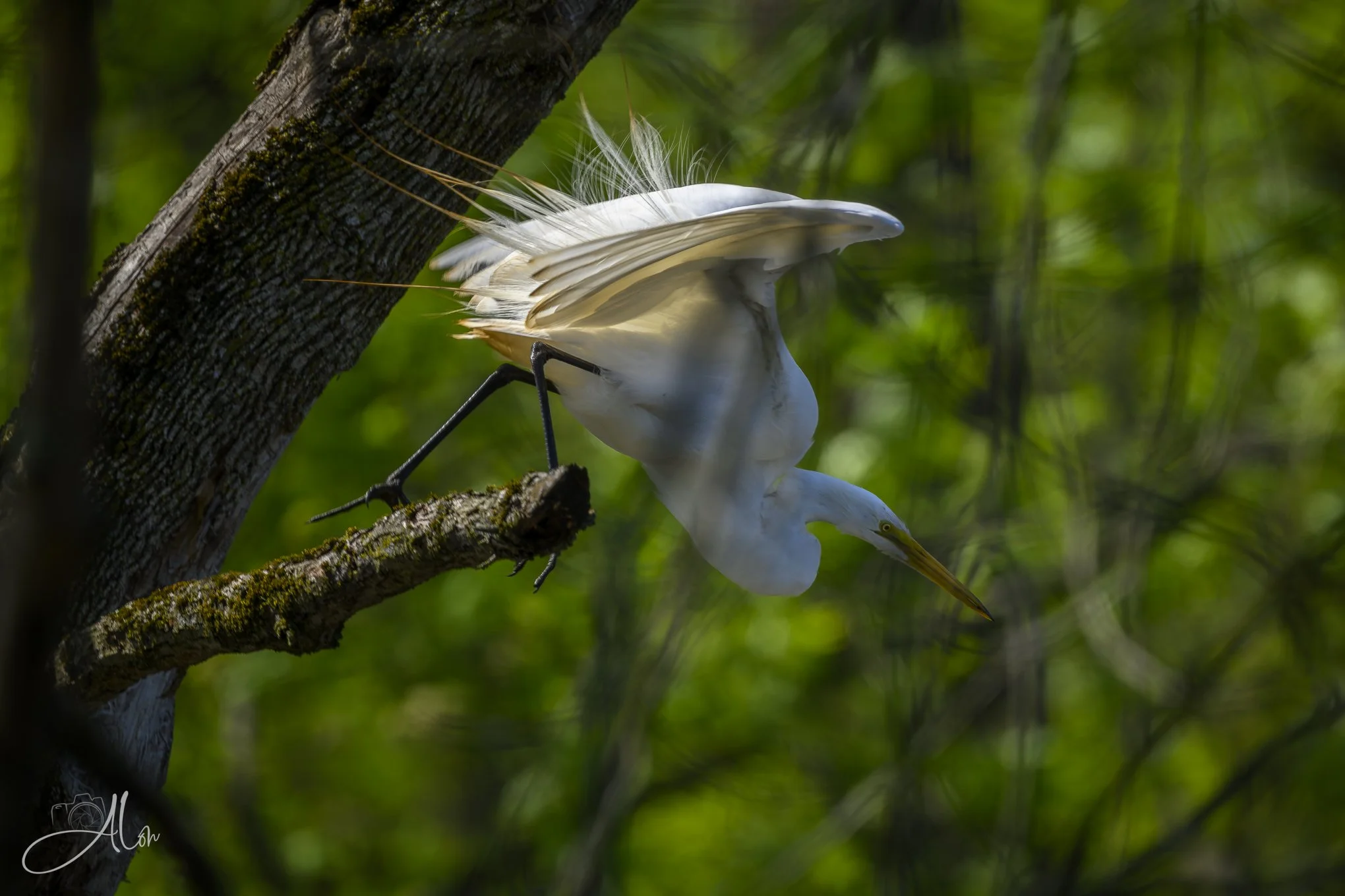 Emerald Kaleidoscope
(Great Egret)
0Z87628