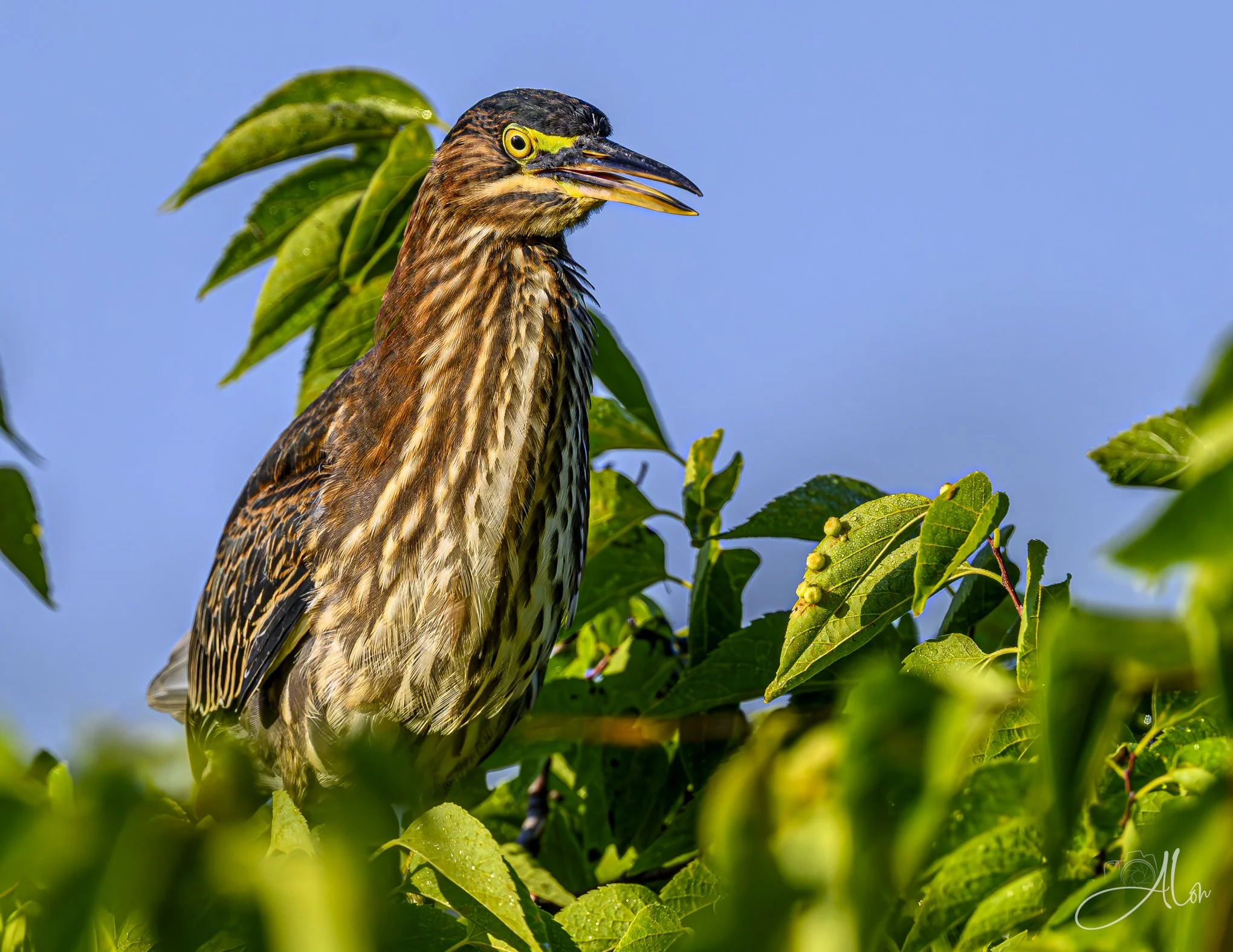 A Close Call (Green Heron) 20260731_0037