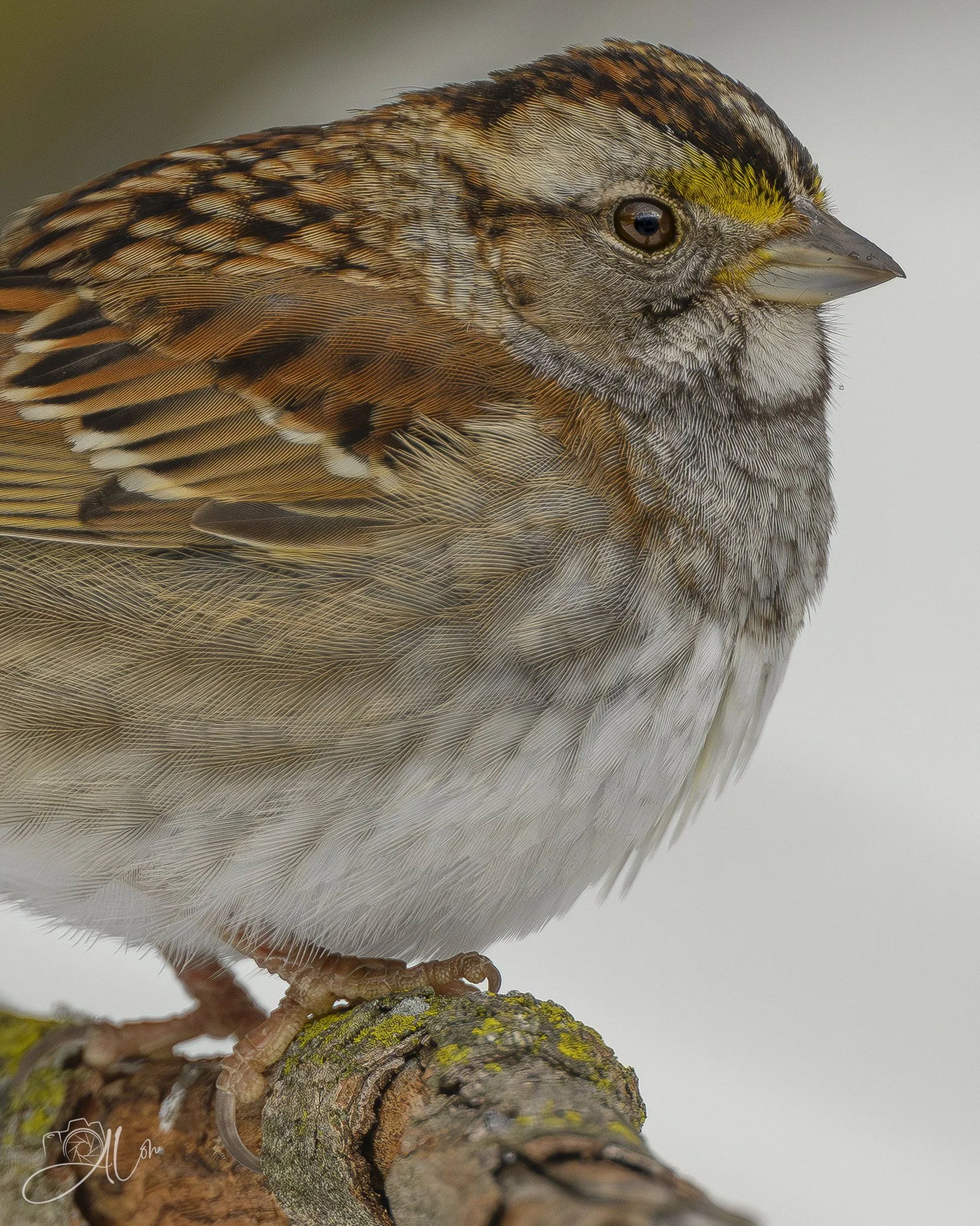 It's In the Details
(White-Throated Sparrow)
0Z88994