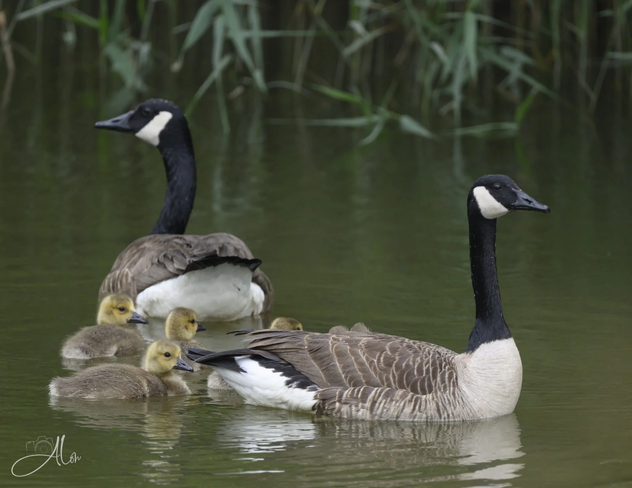 Geeselings (Canada Geese) 0Z81601
