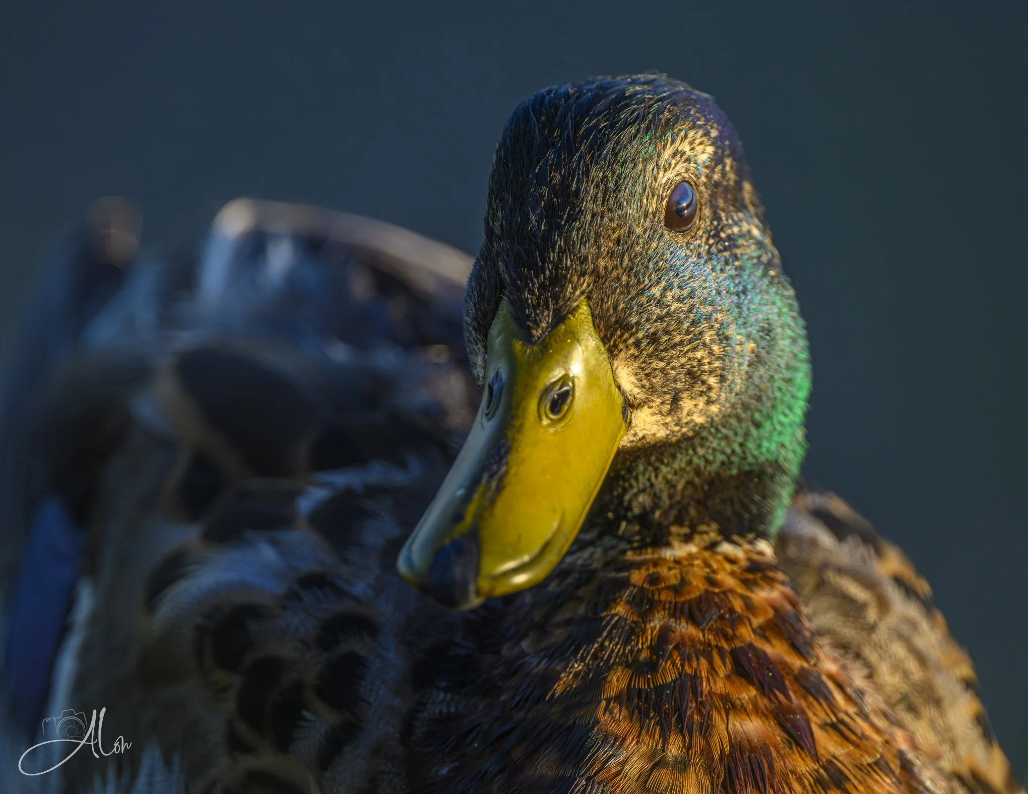 Follicles (Mallard) Z8062426_9392