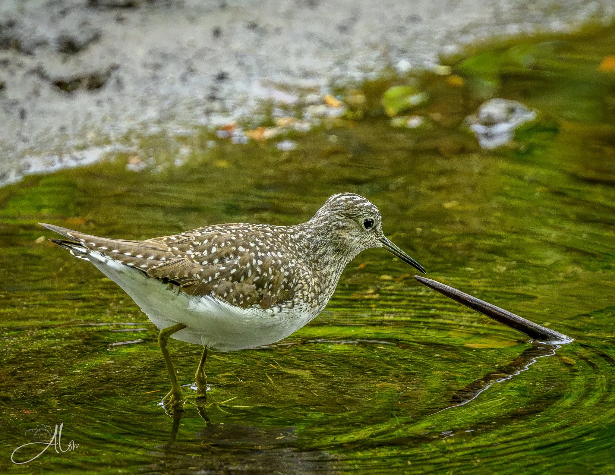 (Solitary Sandpiper)
0Z88892