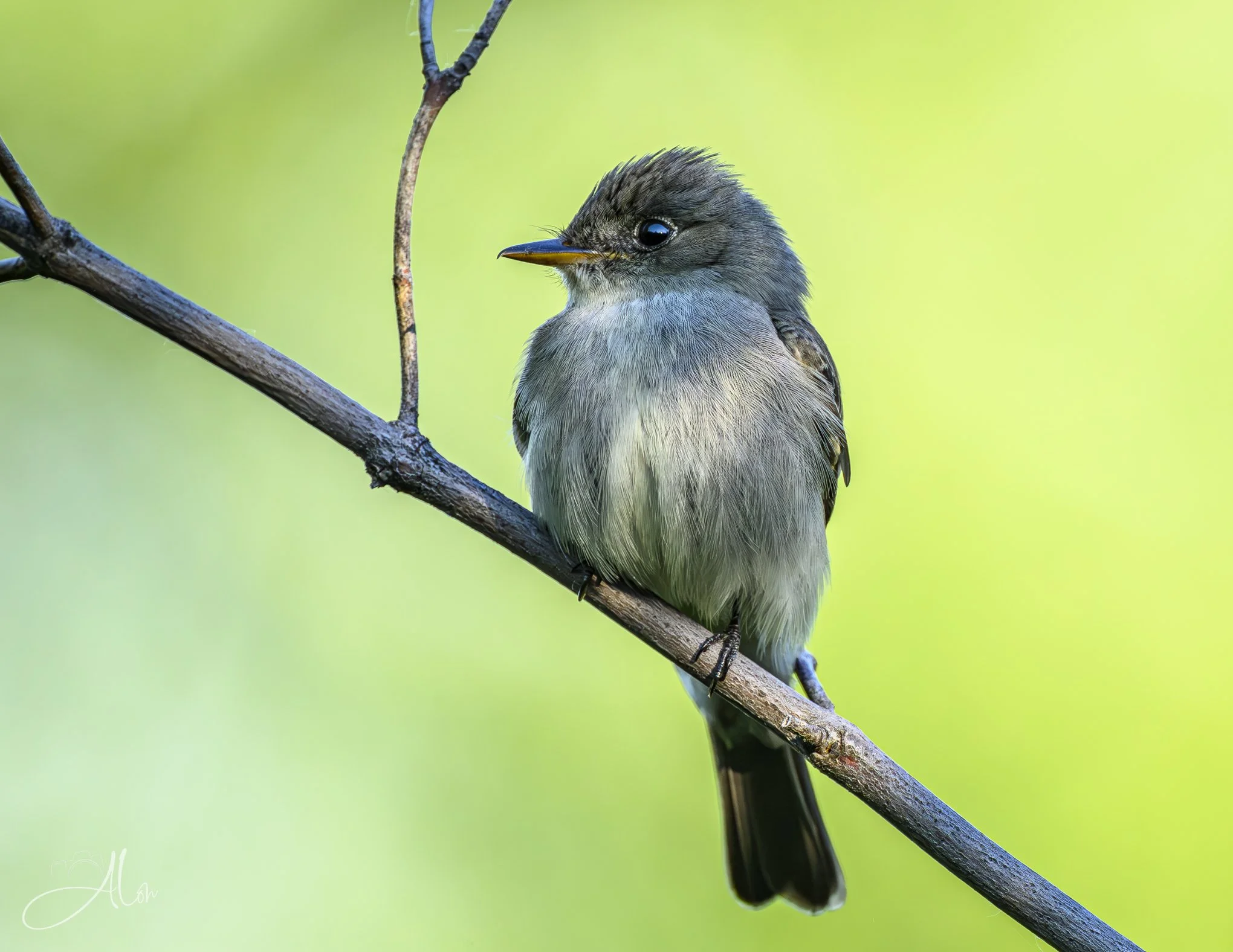 Herman (Eastern Wood Pewee) 0Z82241