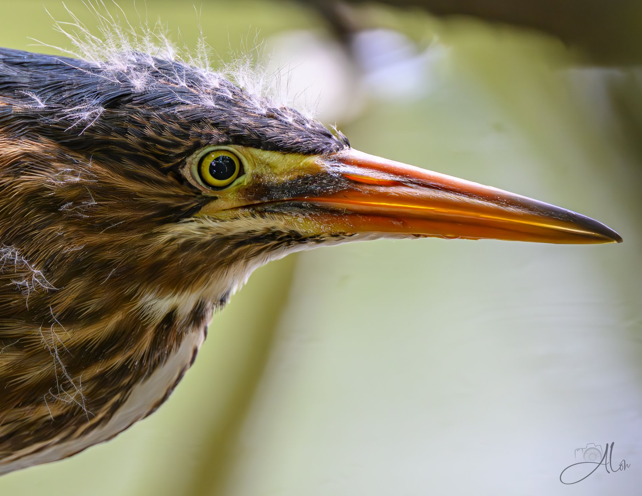 Dandruff (Green Heron) 20260711_0159