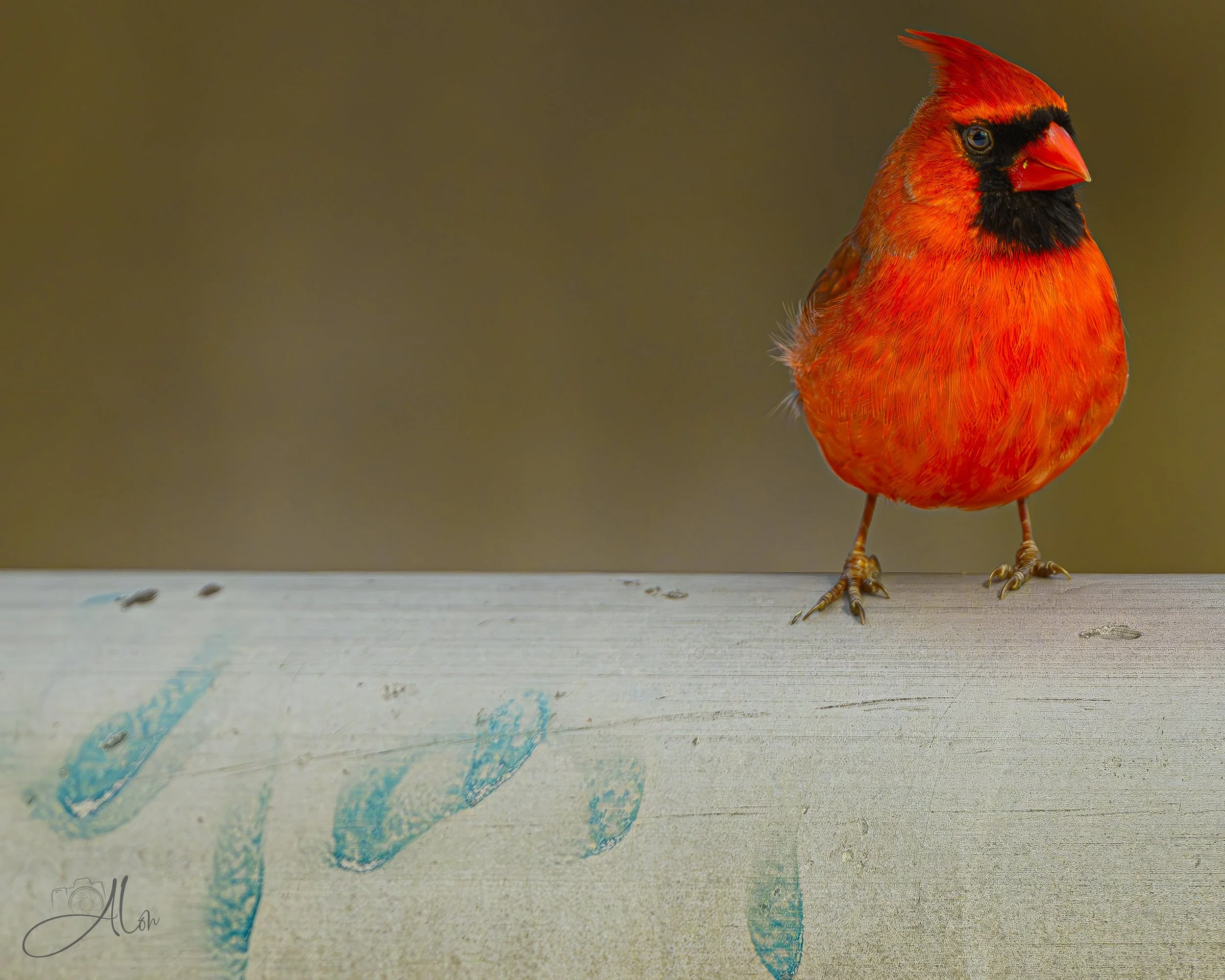 Graffiti Artist (Northern Cardinal) 0Z88252