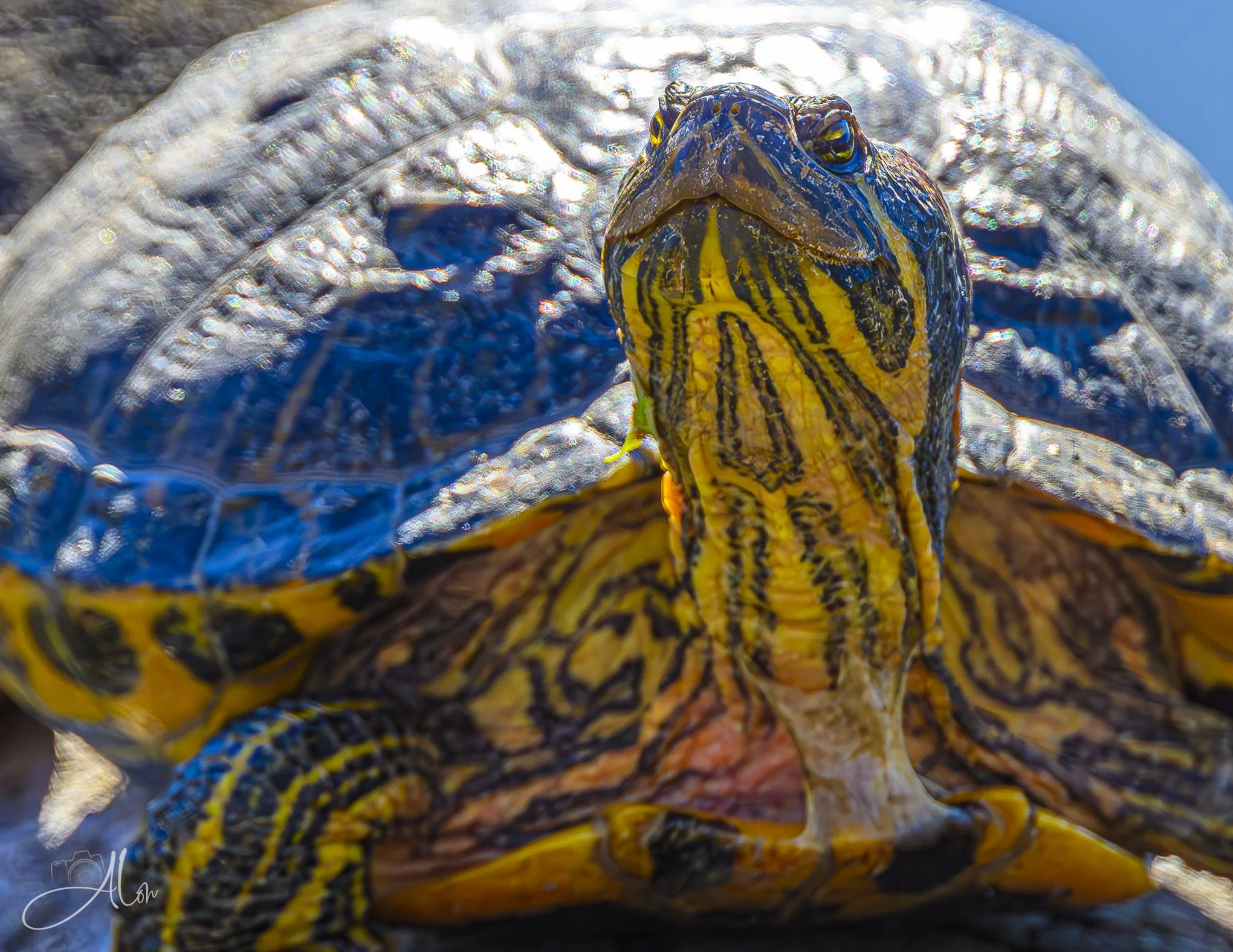 Winning the Race
(Painted Turtle)
0Z80555