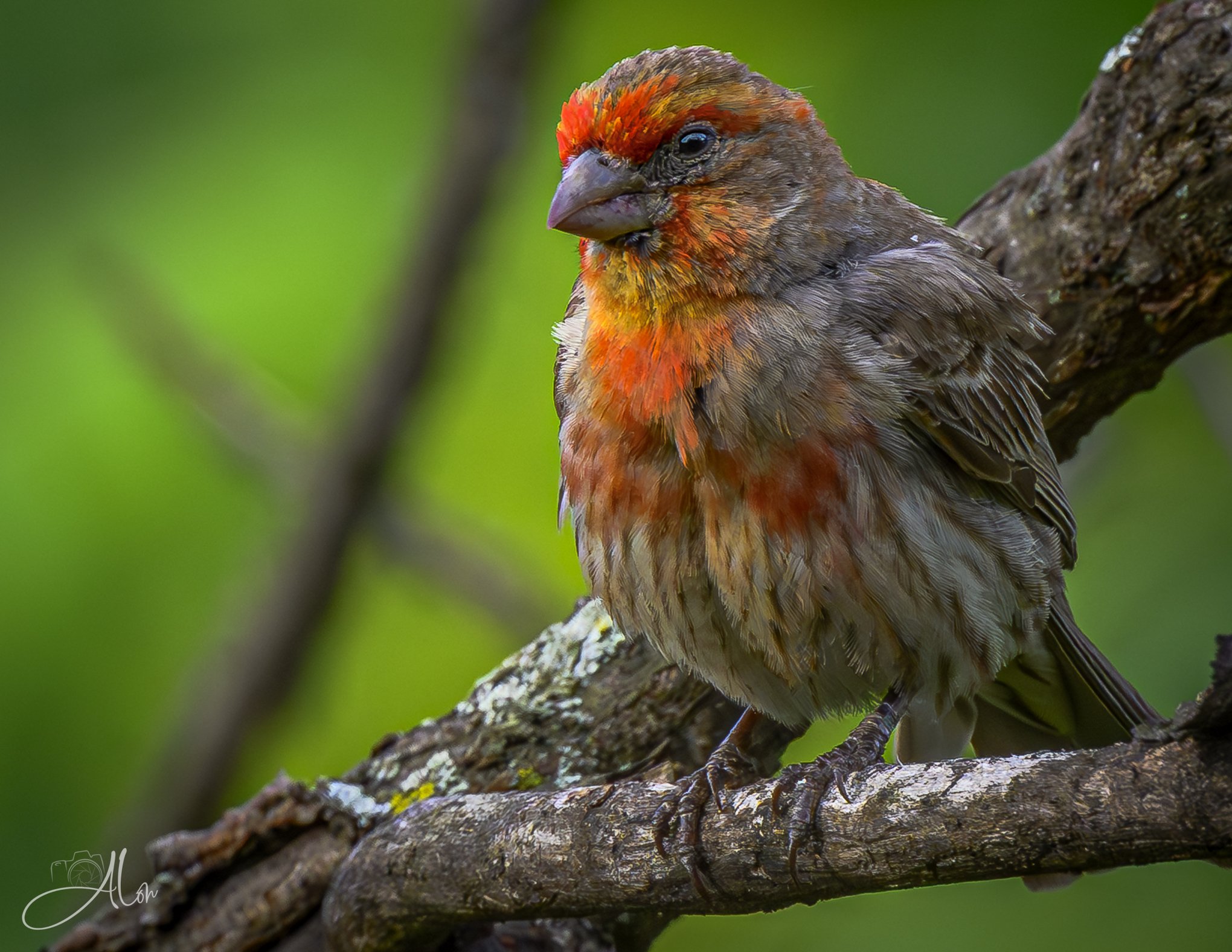Ate My Carrots (House Finch) 06-19-26_0Z8_4686