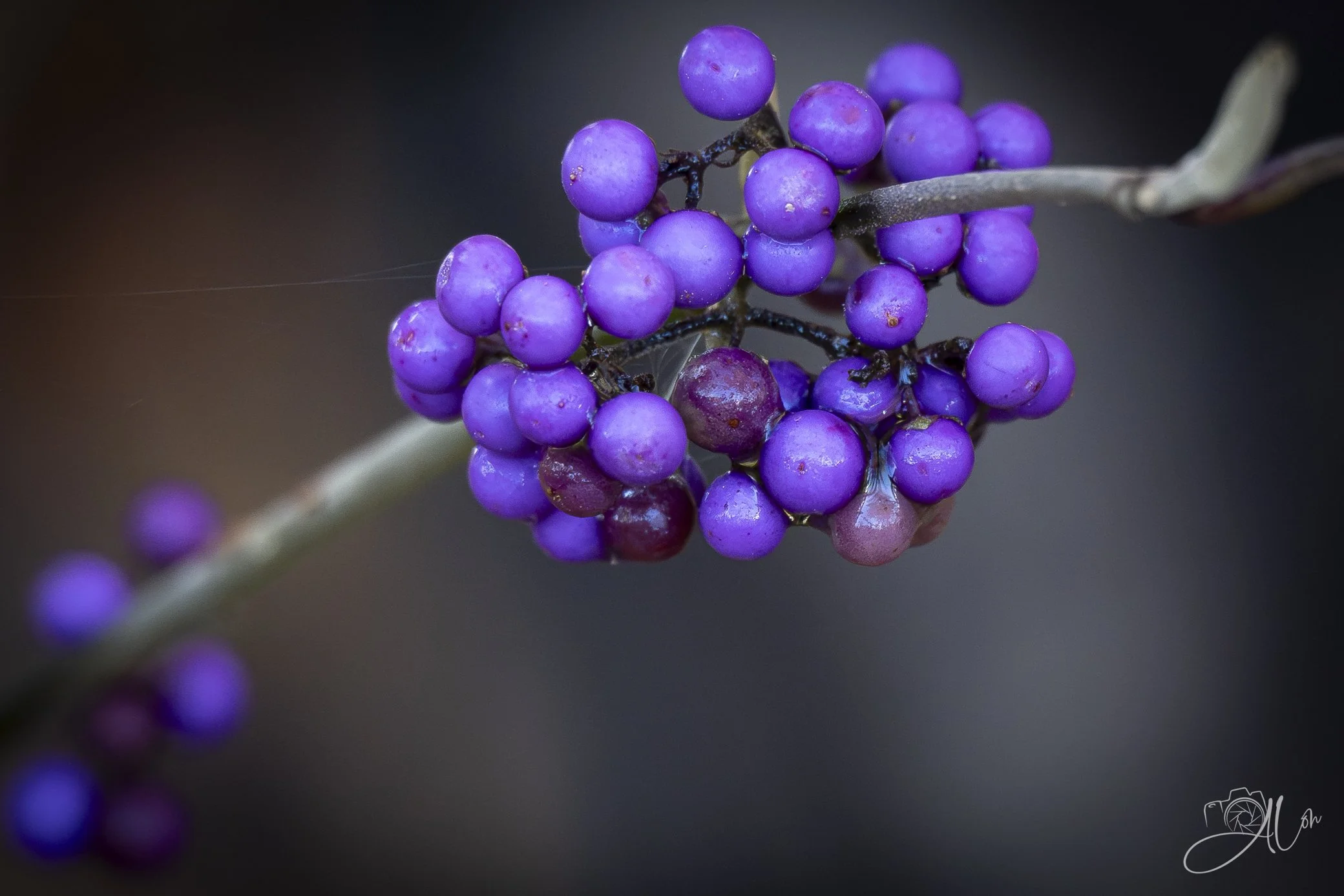 Say Can I have Some of Your Purple Berries
0Z84729