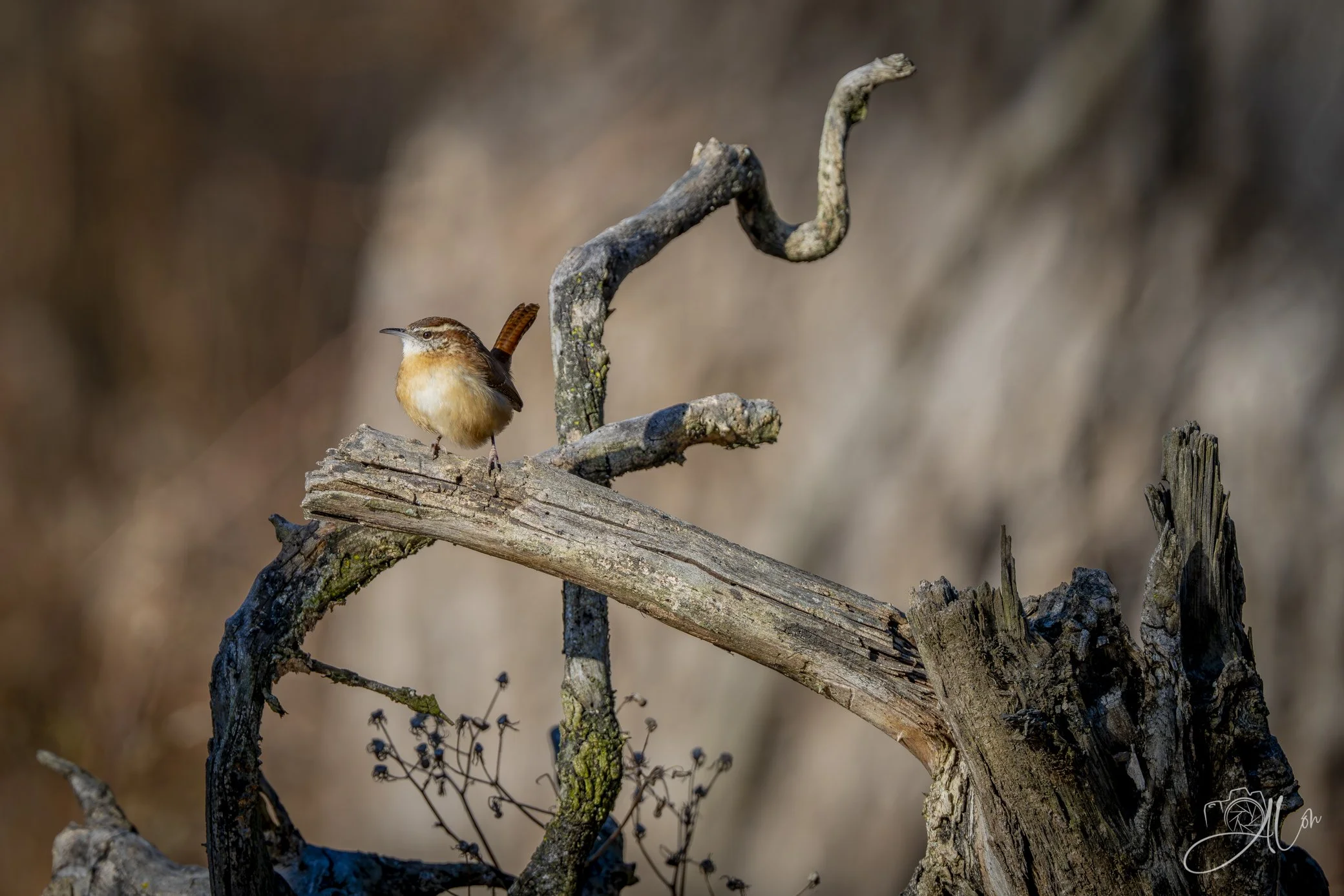 Stage Fright
(Carolina Wren)
0Z81247
