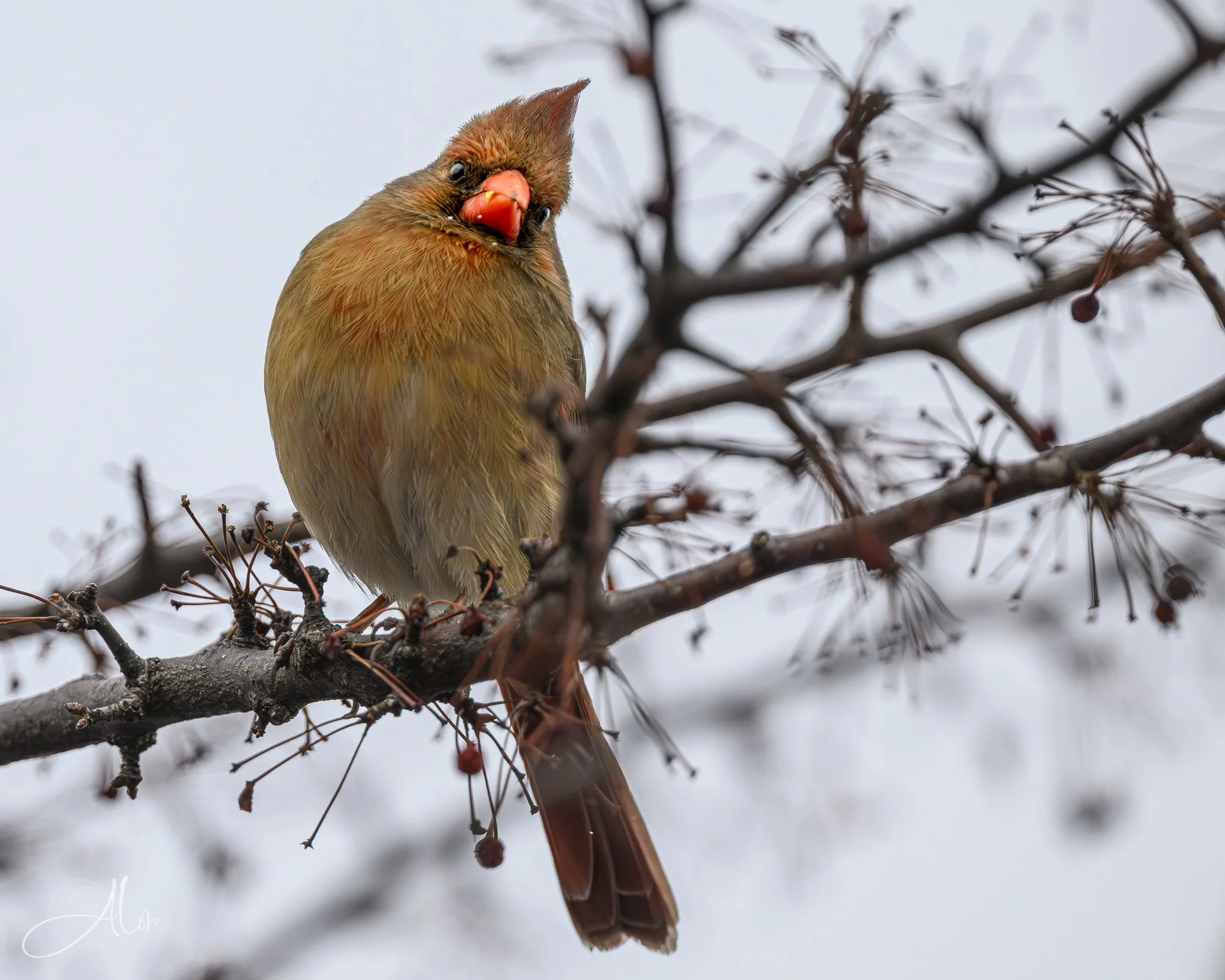 Starbursts
(Northern Cardinal)
0Z81569