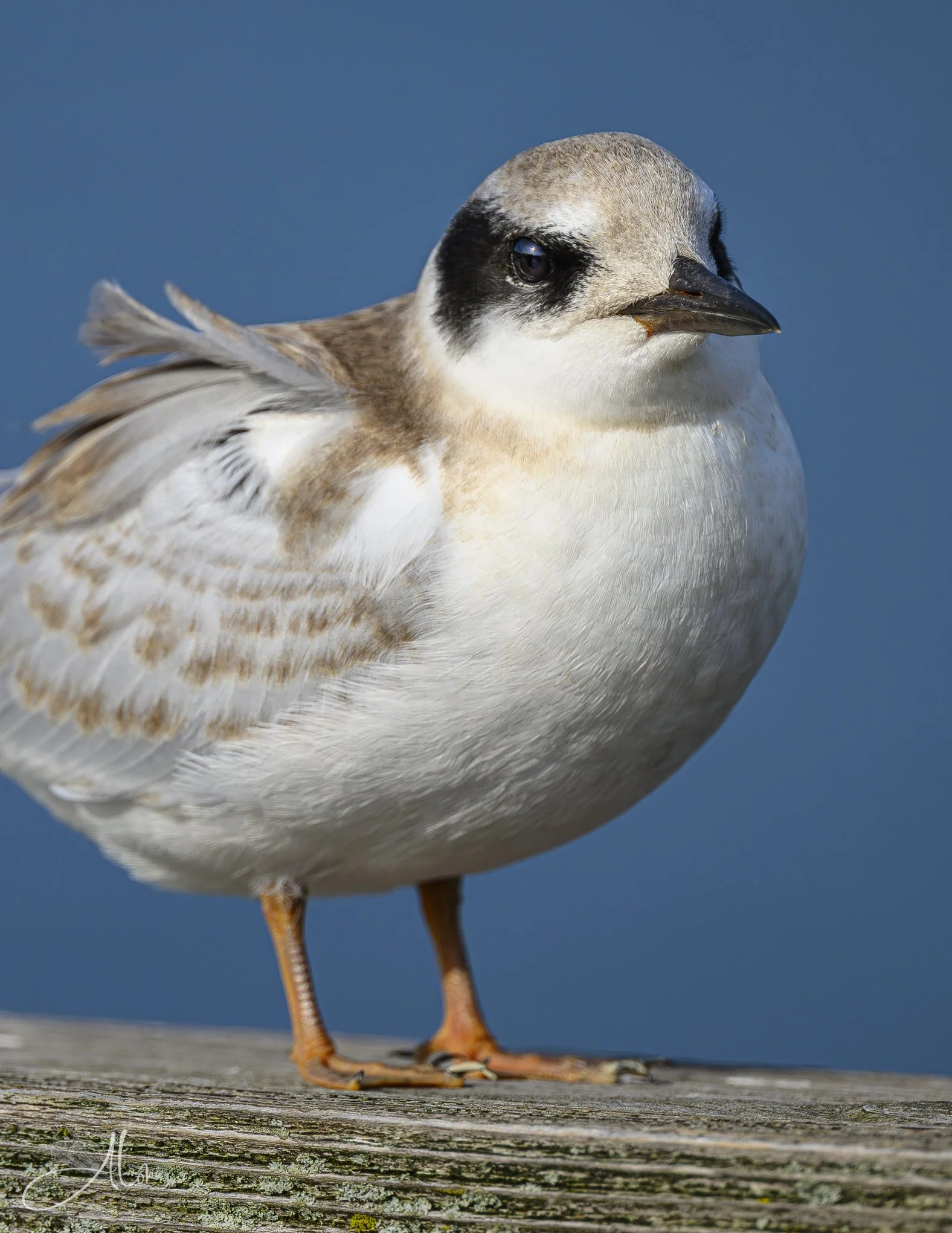 Just Waiting on a Rail (Forster's Tern) 20260724_0018
