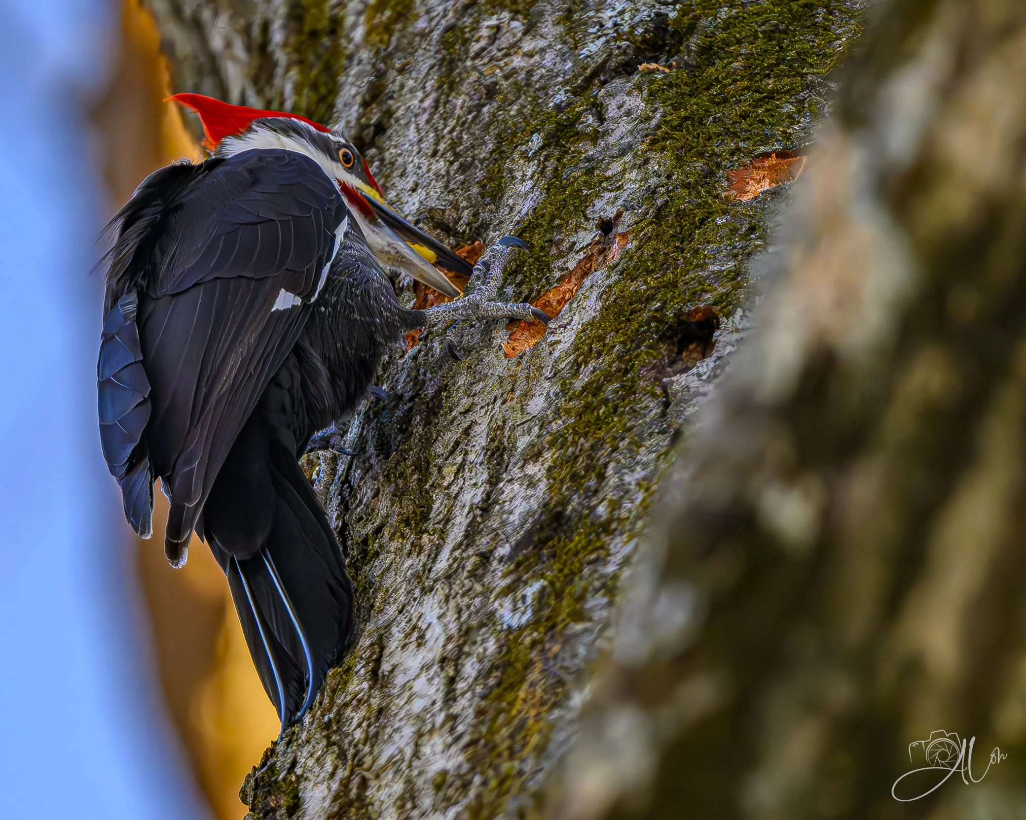 I Just Want Some Grub
(Pileated Woodpecker)
0Z87877