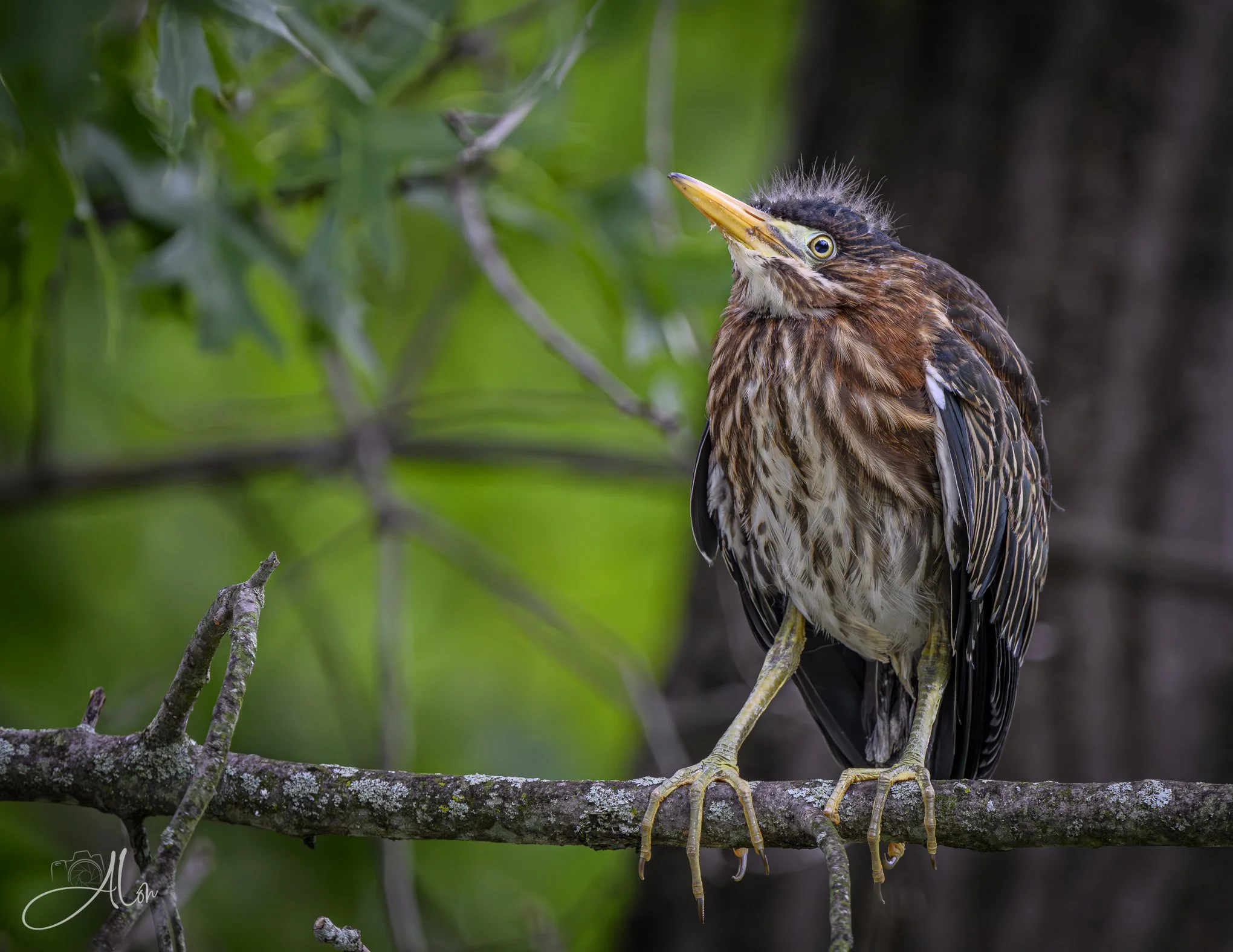 Backed Into a Corner (Green Heron) 20260711_0054