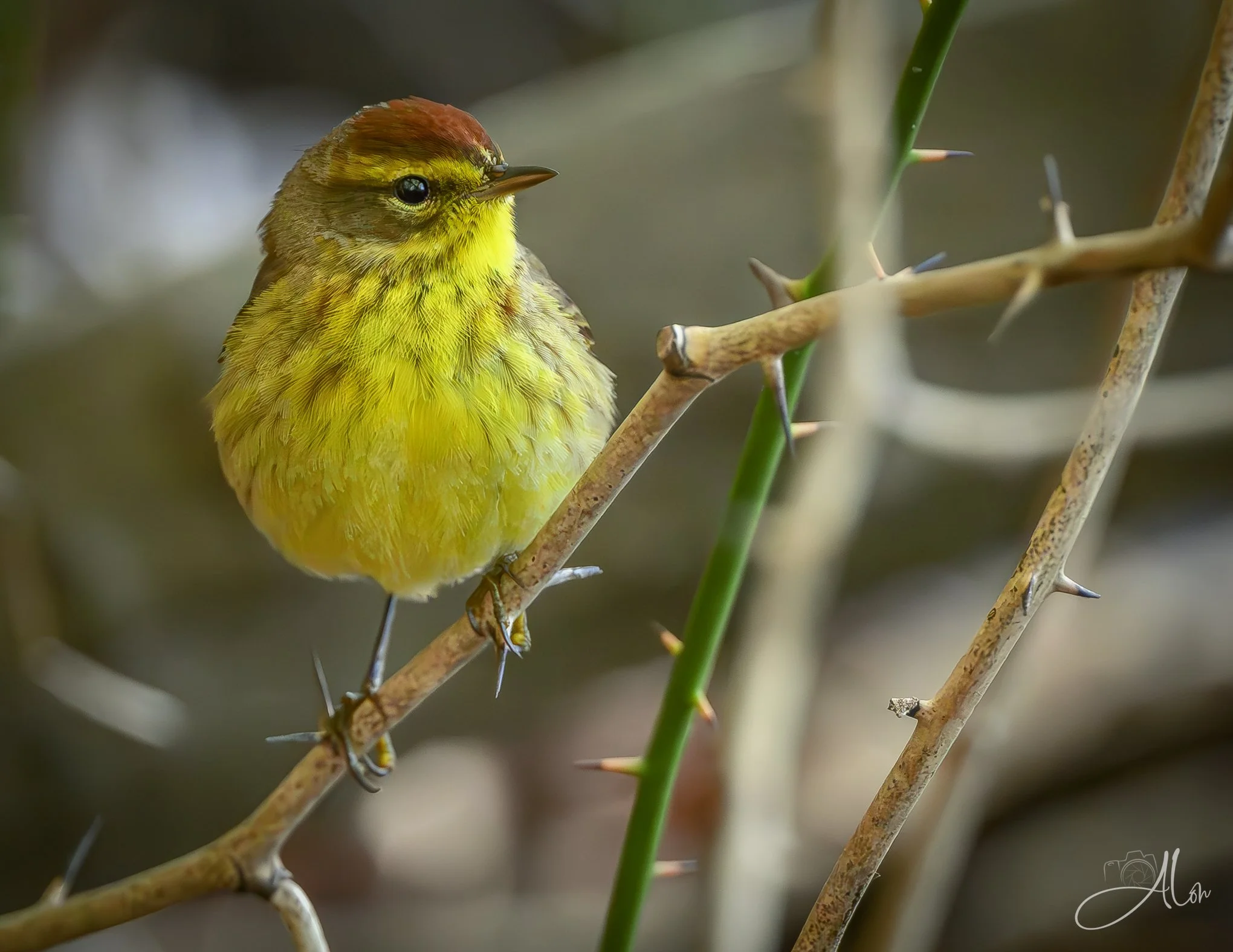 Thorny Situation
(Palm Warbler)
0Z85582