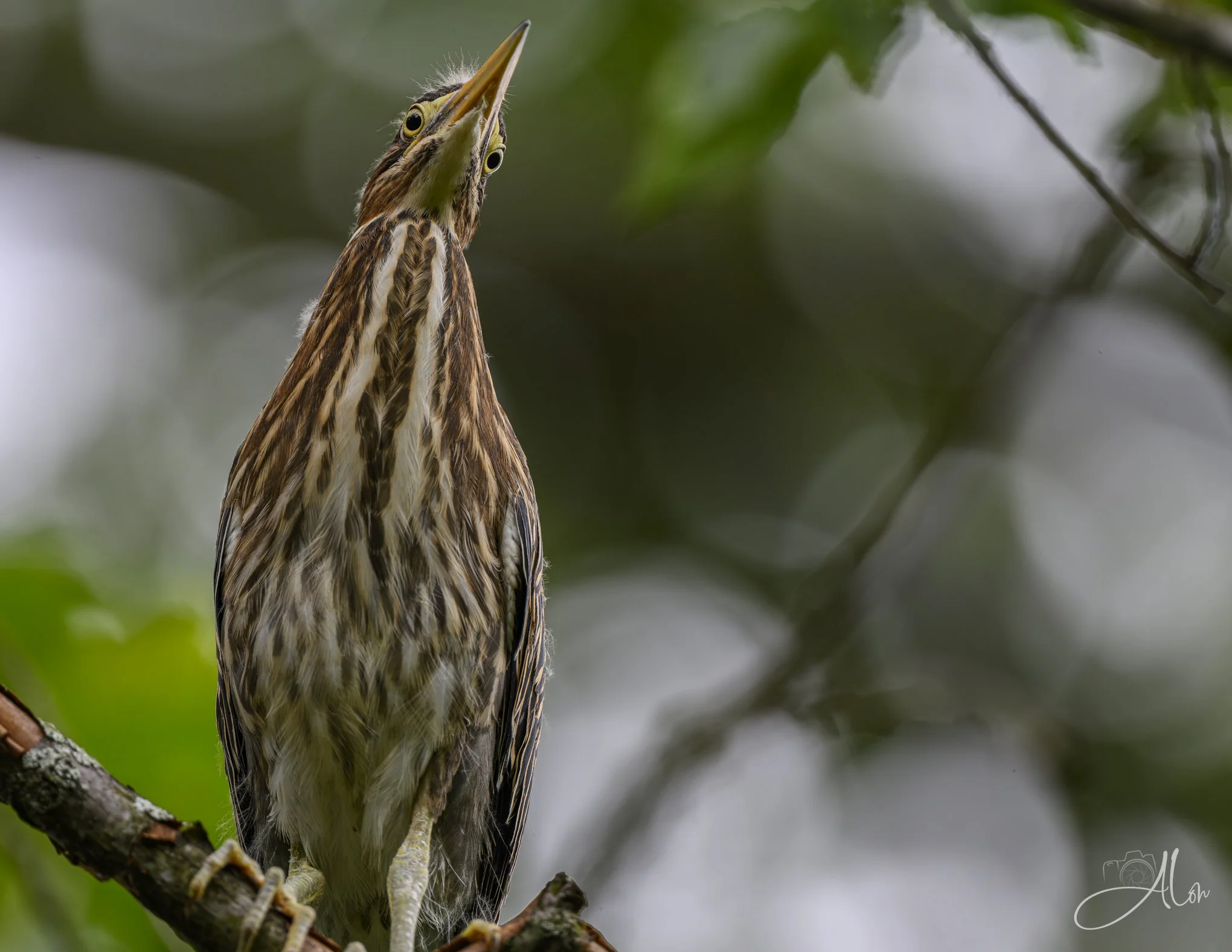 Top of the World, Ma! (Green Heron) 20260711_0117