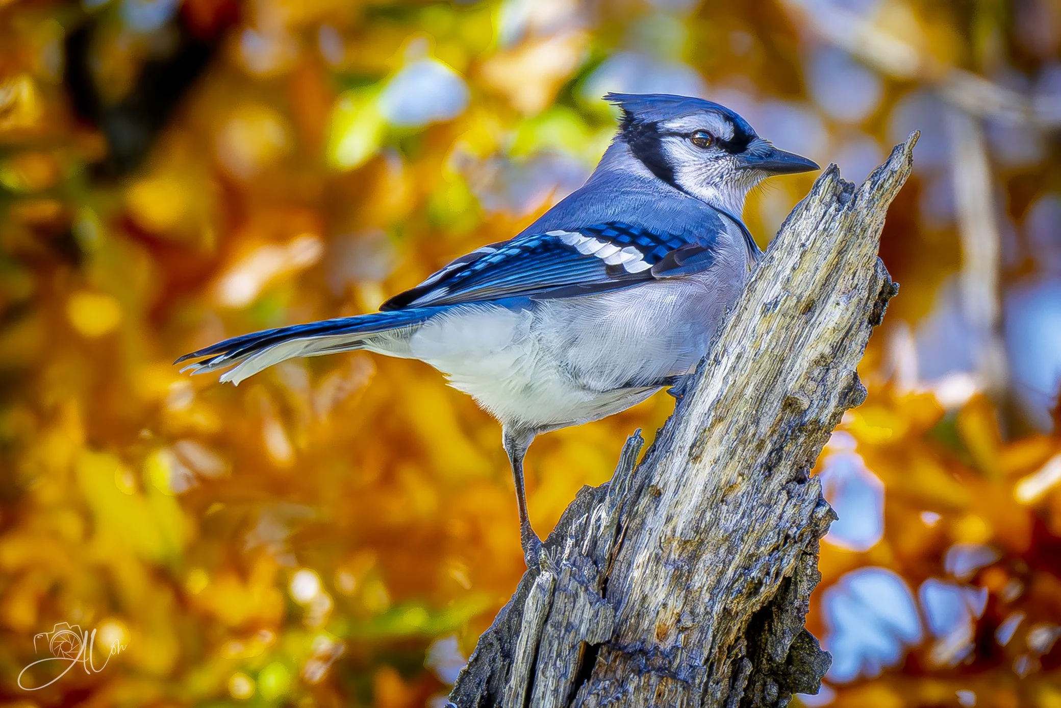 Thou Shalt Not Pass!
(Blue Jay)
0Z84086