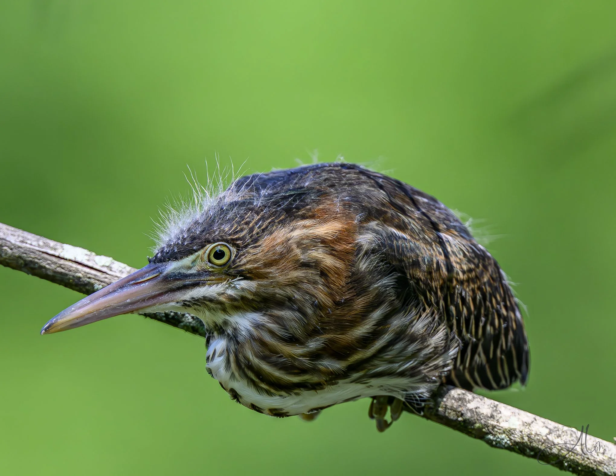 Tucked (Green Heron) 20260711_0234