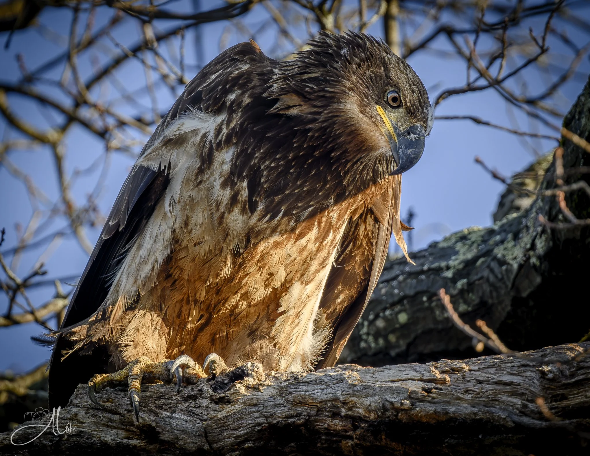 Lean On Me
(Bald Eagle)
0Z84529