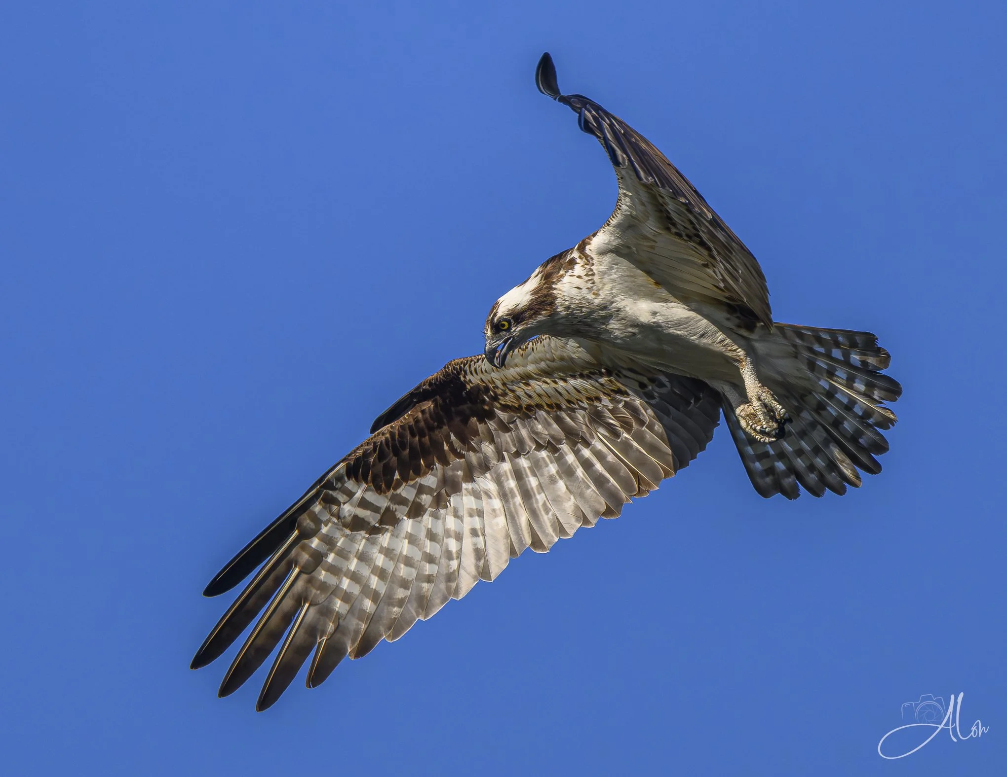 Hover Maneuver (Osprey) Z8062426_0740